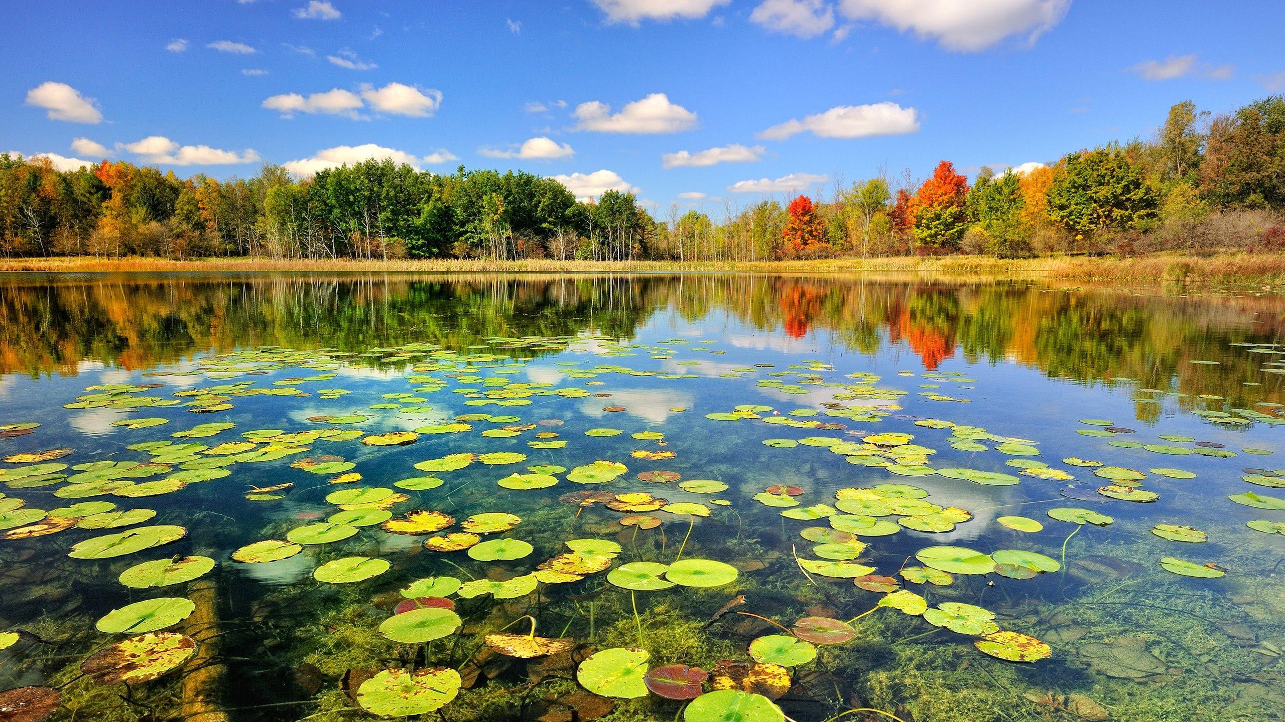 2560x1440 Nature Autumn Forest Lake 750x1334 IPhone 8 7 6 6S Wallpaper