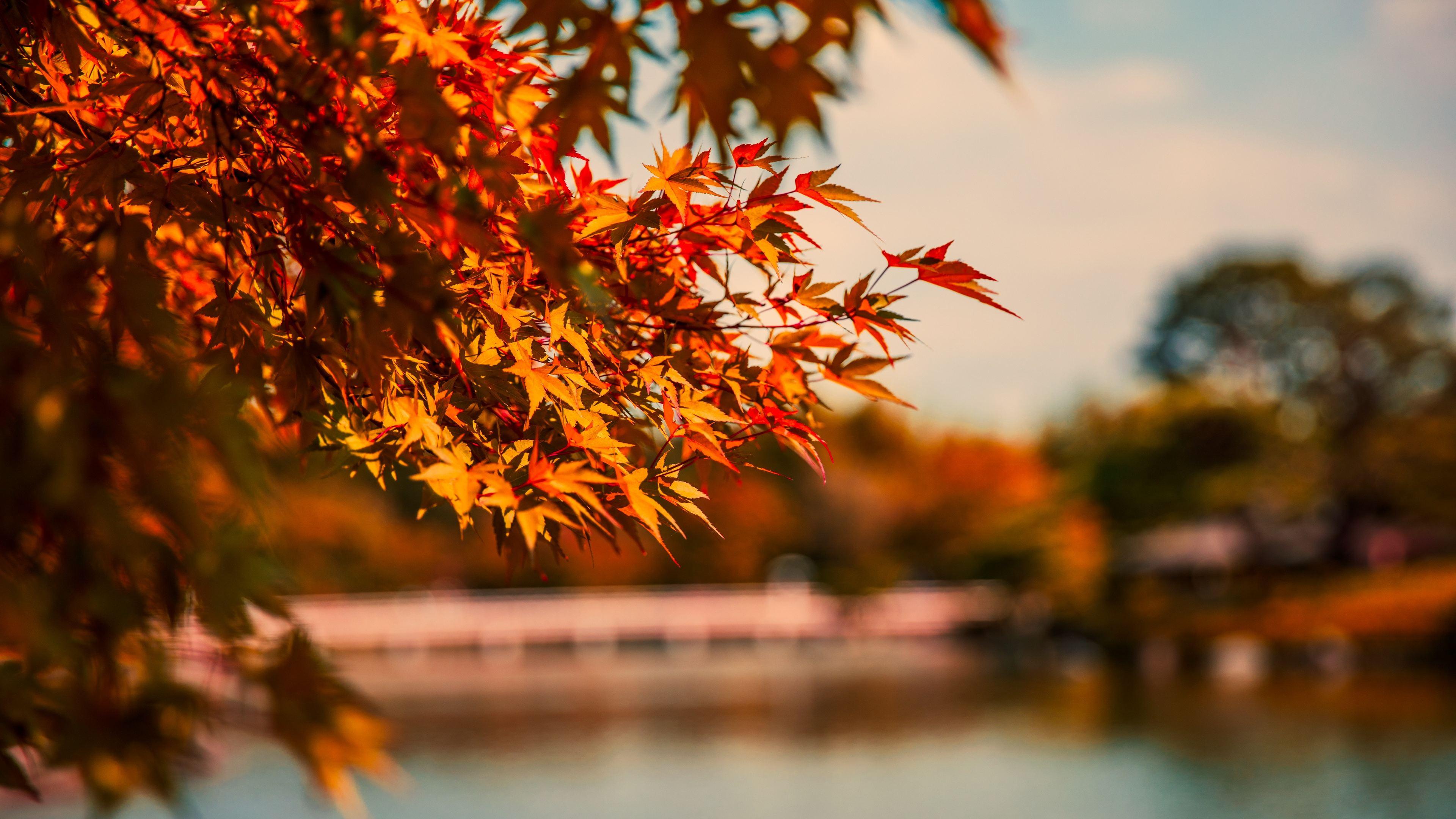 3840x2160 Wallpaper 4k Maple Tree Autumn Lake 4k Wallpaper