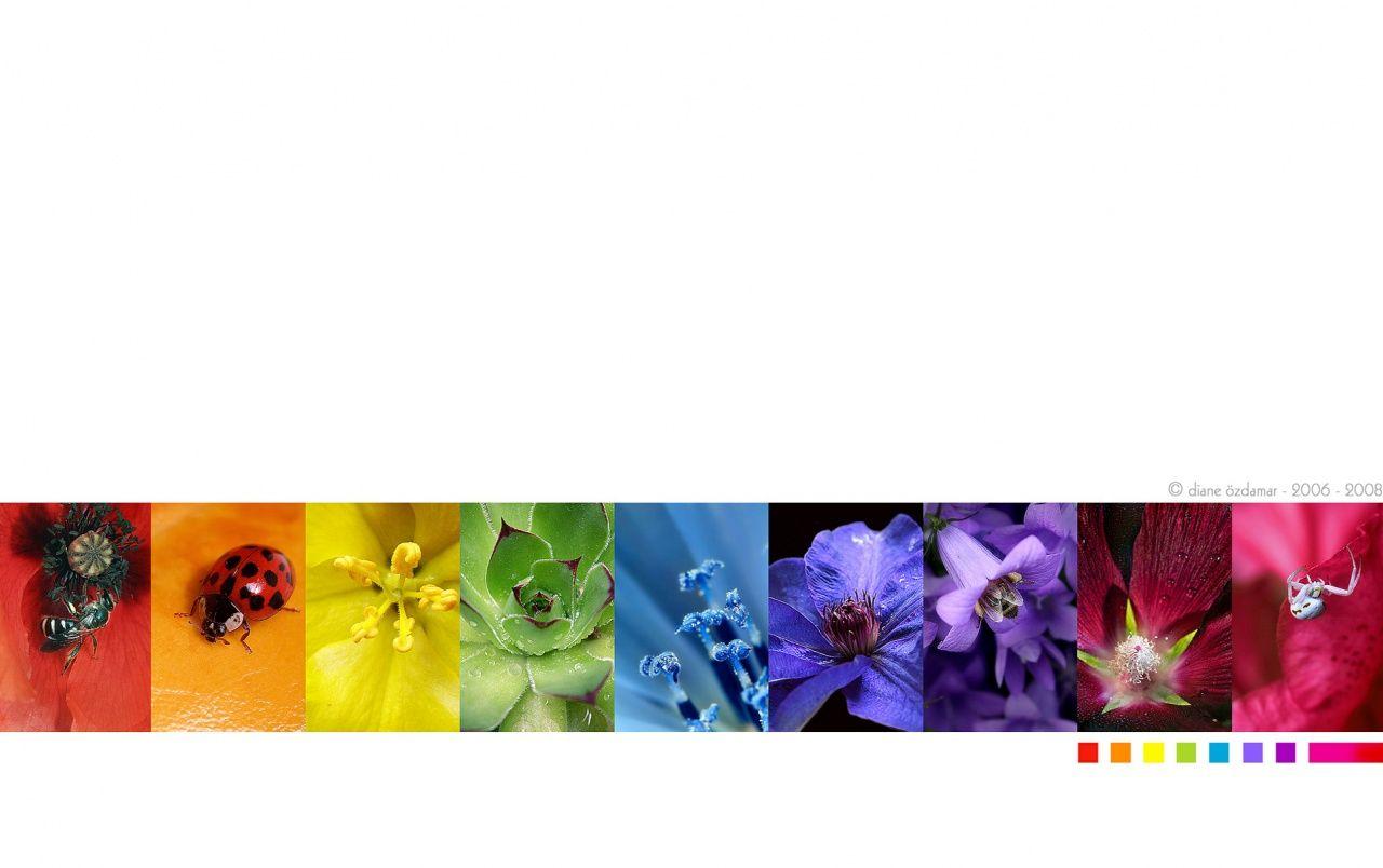 1280x804 Natural Rainbow wallpaper. Natural Rainbow stock