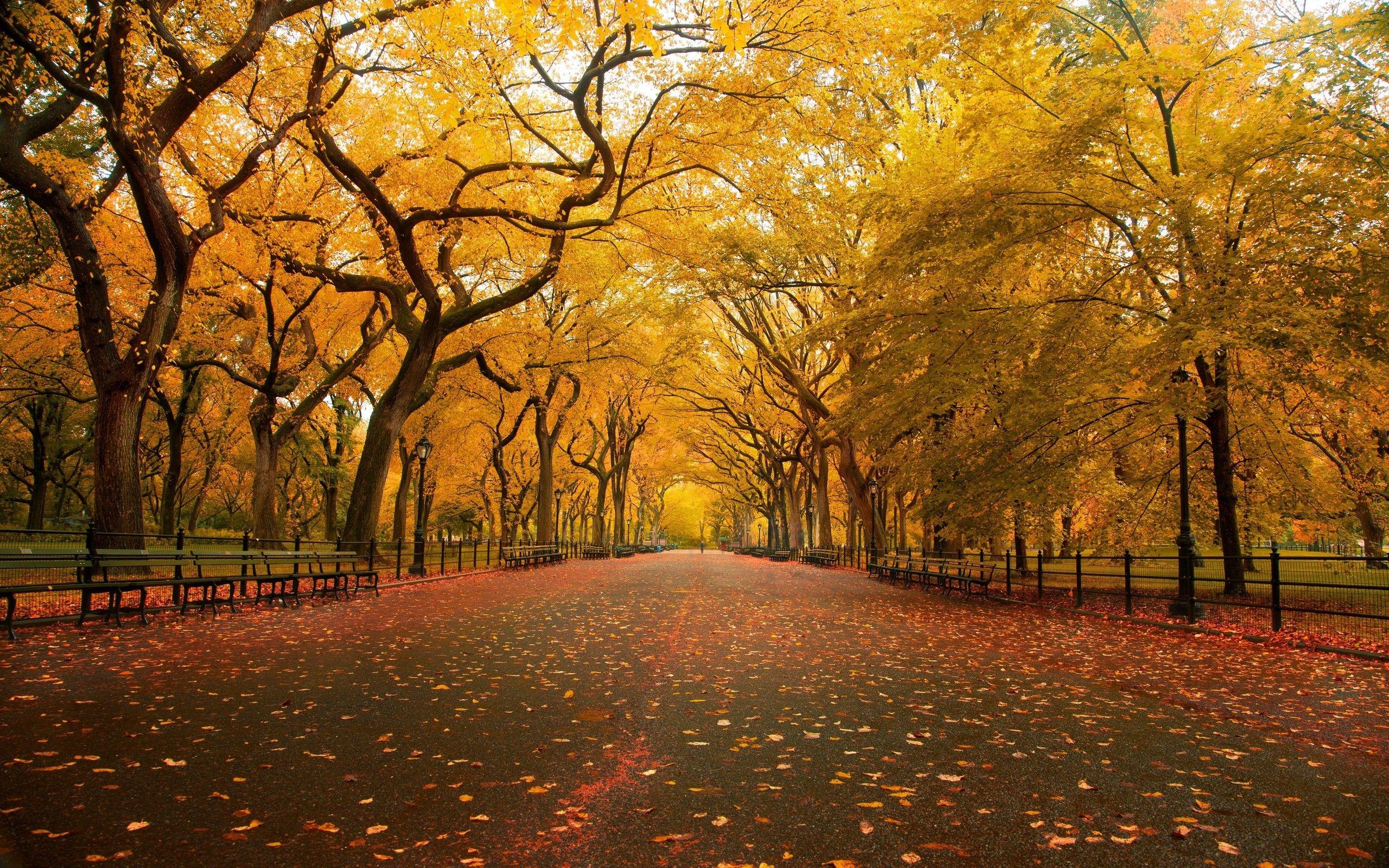 2560x1600 Central Park the mall fall wallpaperx1600