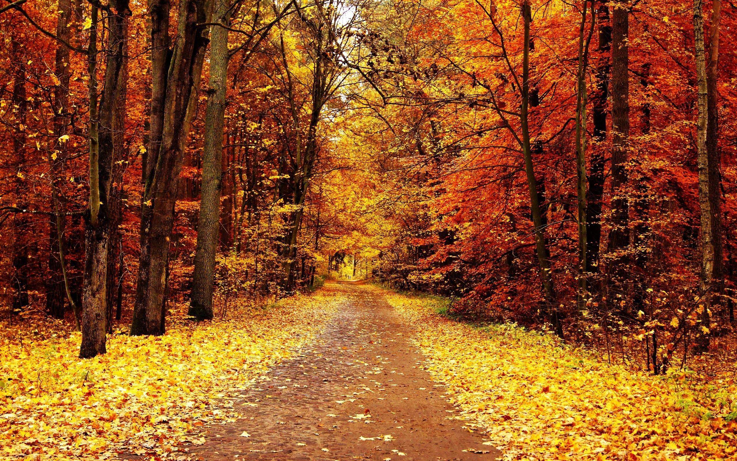 2560x1600 Fall Trees Wallpaper