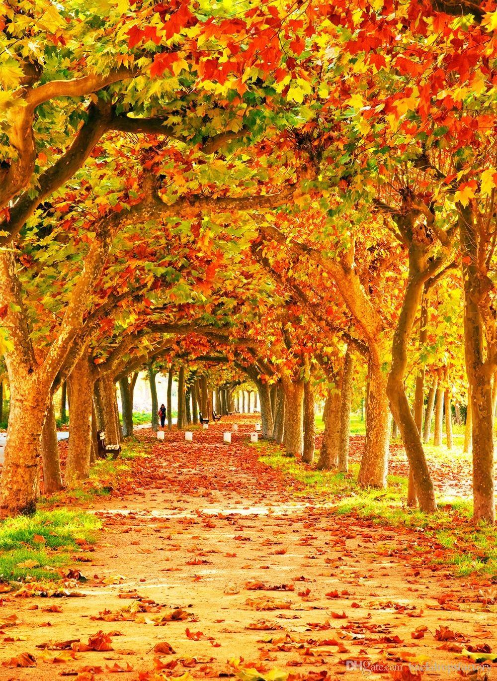 fall backdrops for photography fall backdrops for photography