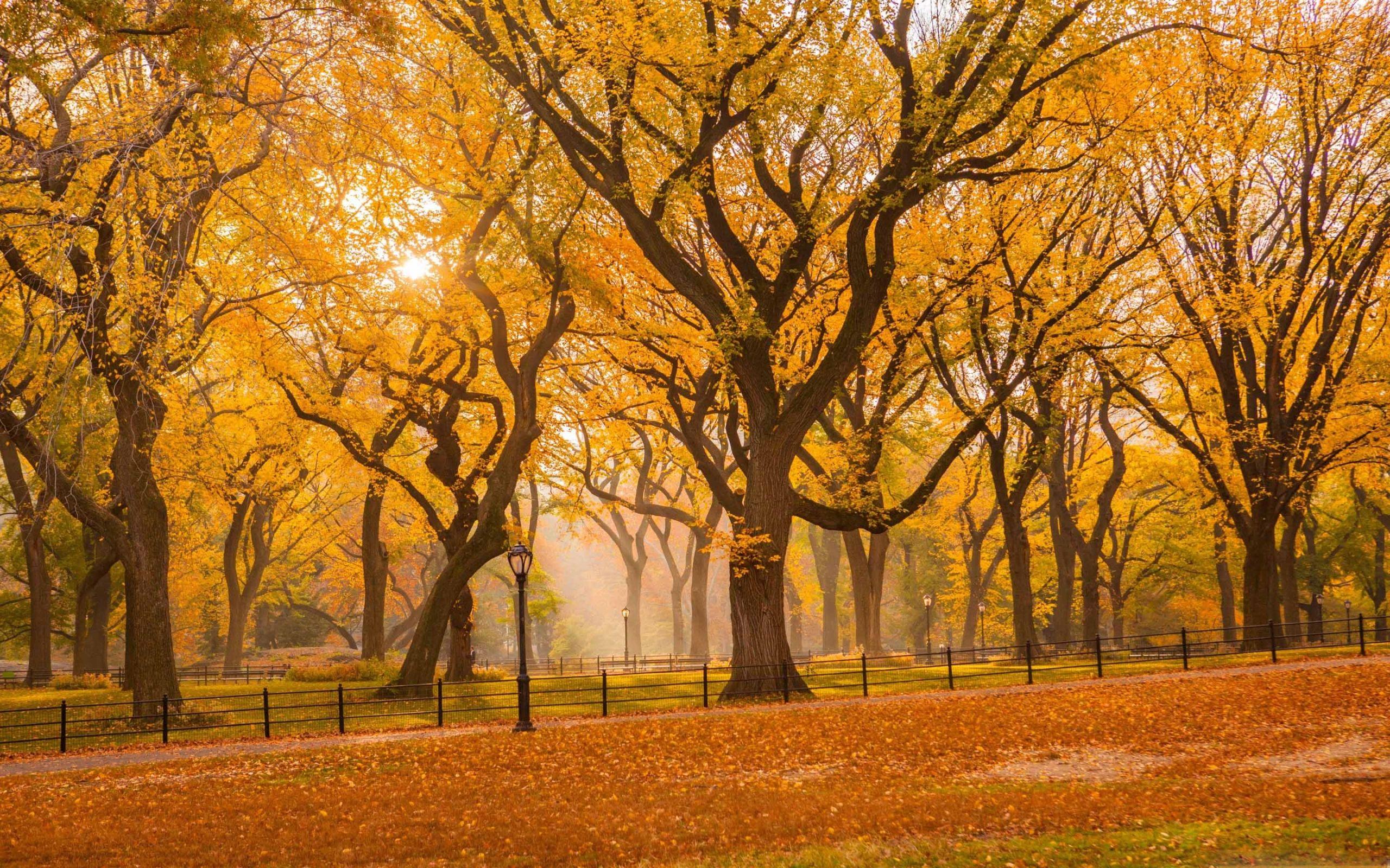 Central Park Fall Wallpapers - Top Free Central Park Fall Backgrounds ...