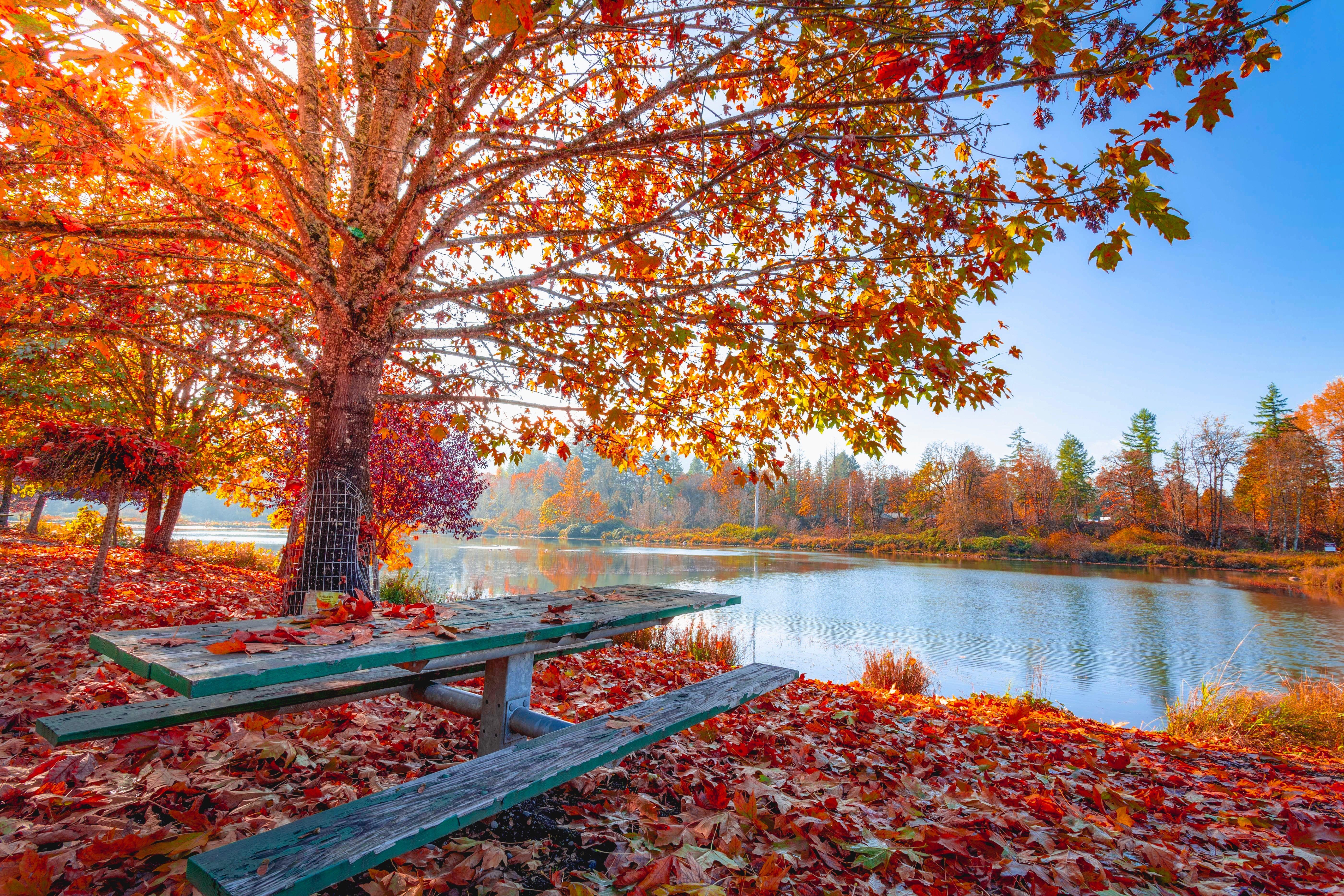 5600x3733 Red and Orange Autumn Leaves on the Ground and on Trees Beside