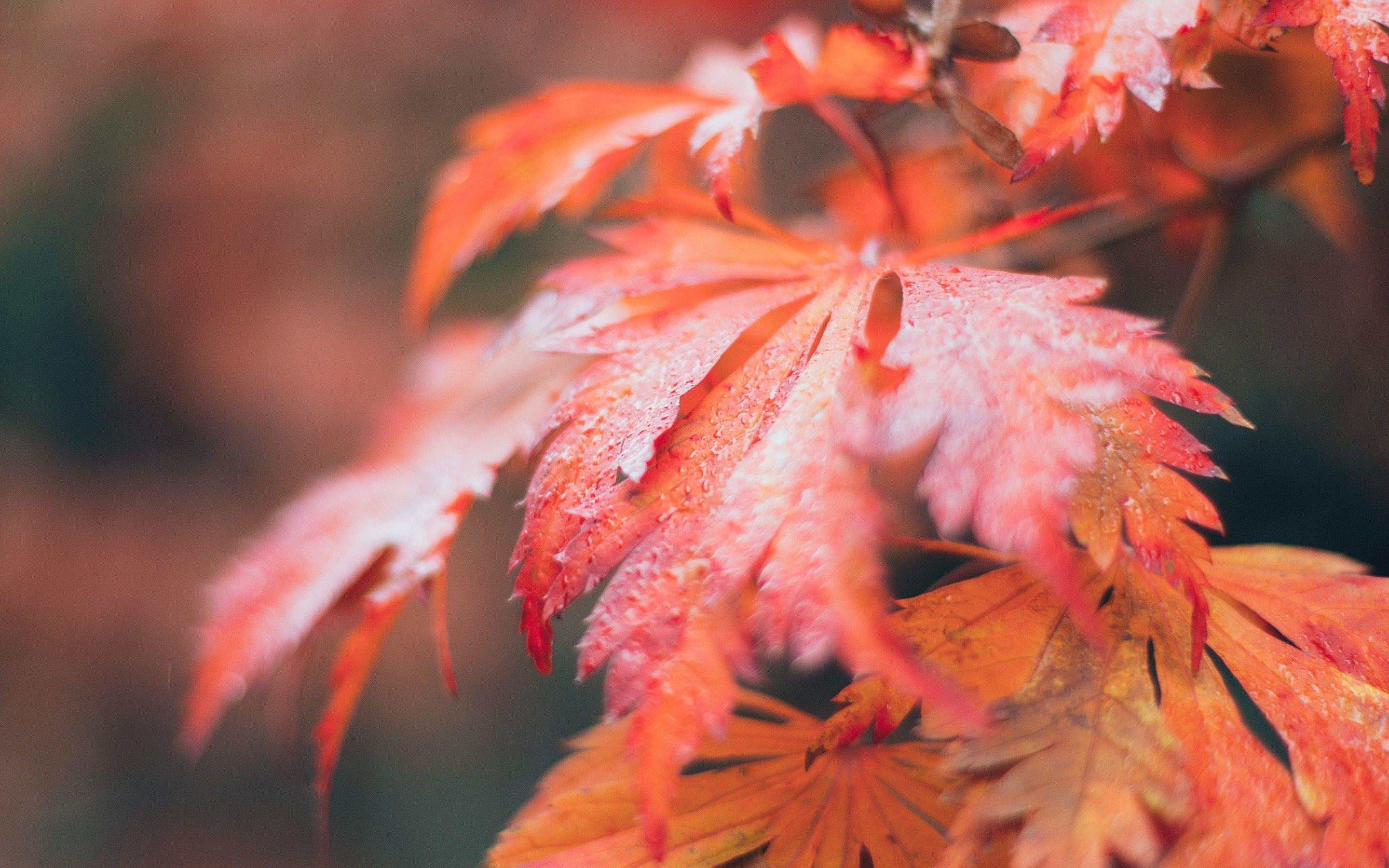 2880x1800 Download 2880x1800 Autumn, Leaves, Macro, Seasonal, Fall, Pretty, Blurry, Photography Wallpaper for MacBook Pro 15 inch