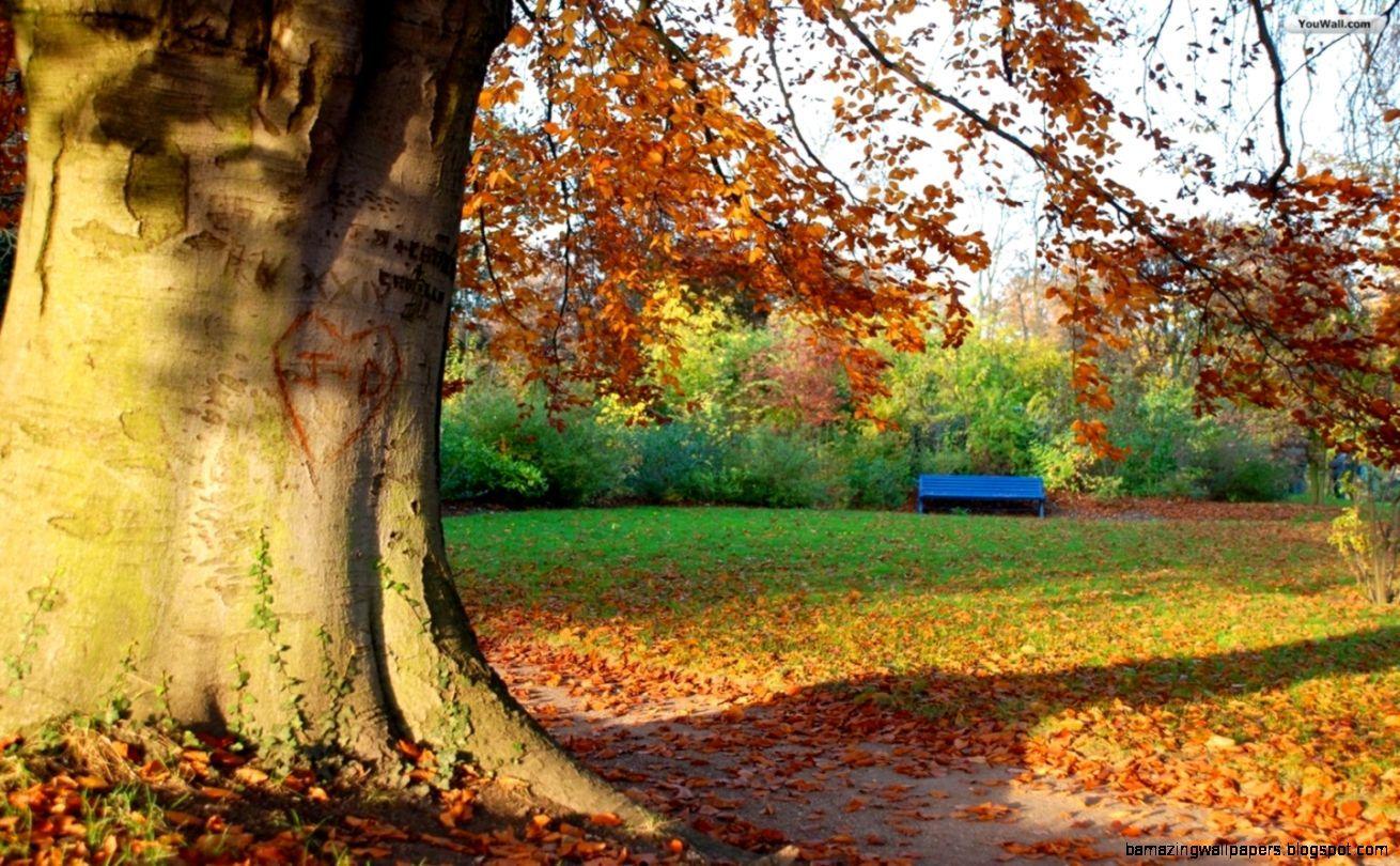 1310x810 Autumn Trees Wallpaper HD