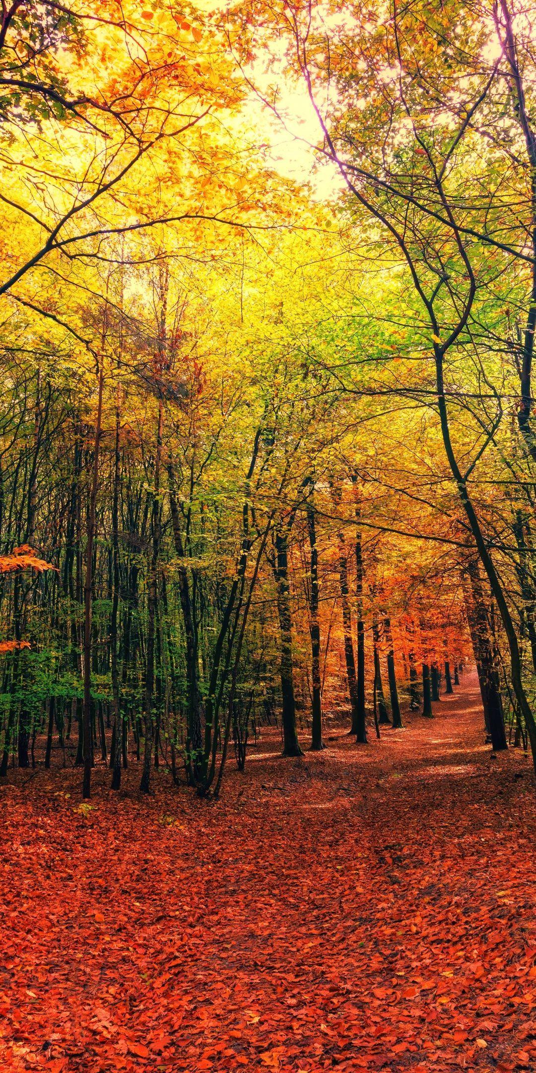 Fall Nature Trees Wallpapers - Top Free Fall Nature Trees Backgrounds ...