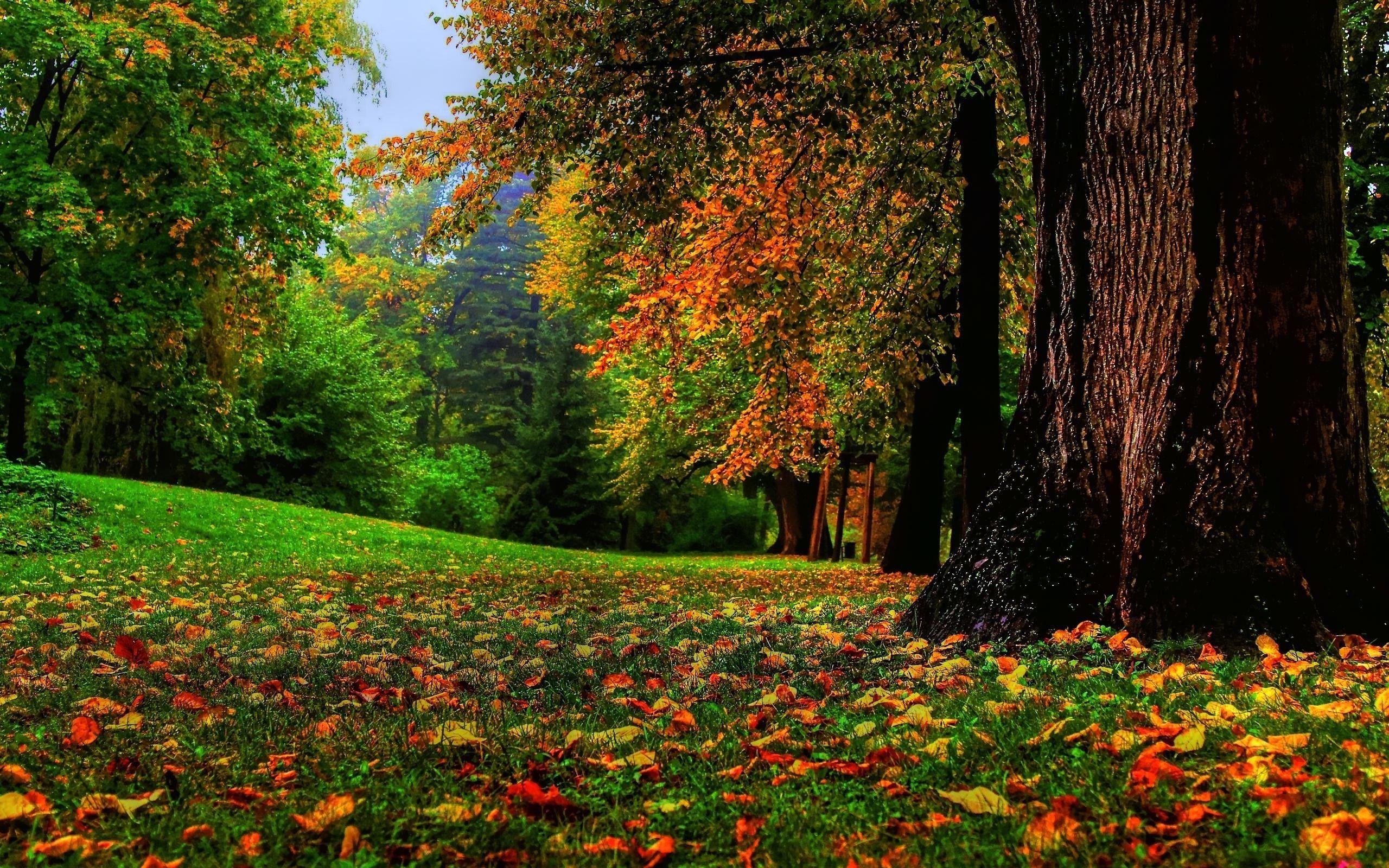 Fall Nature Trees Wallpapers - Top Free Fall Nature Trees Backgrounds ...