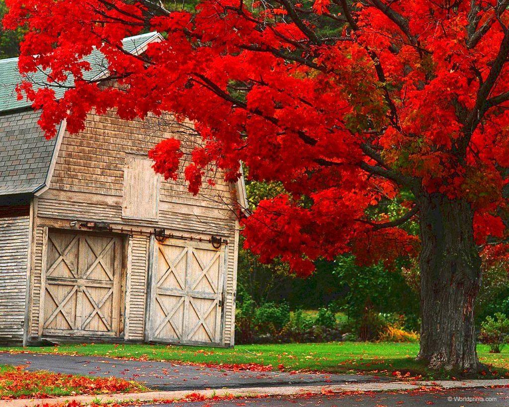 1024x819 Fall Ny Photography Desktop Wallpaper Fall Desktop Background