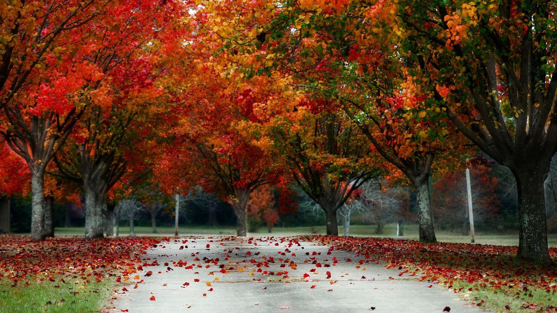 1920x1080 Trees Leaf Fall Nature Scenic Wallpaper