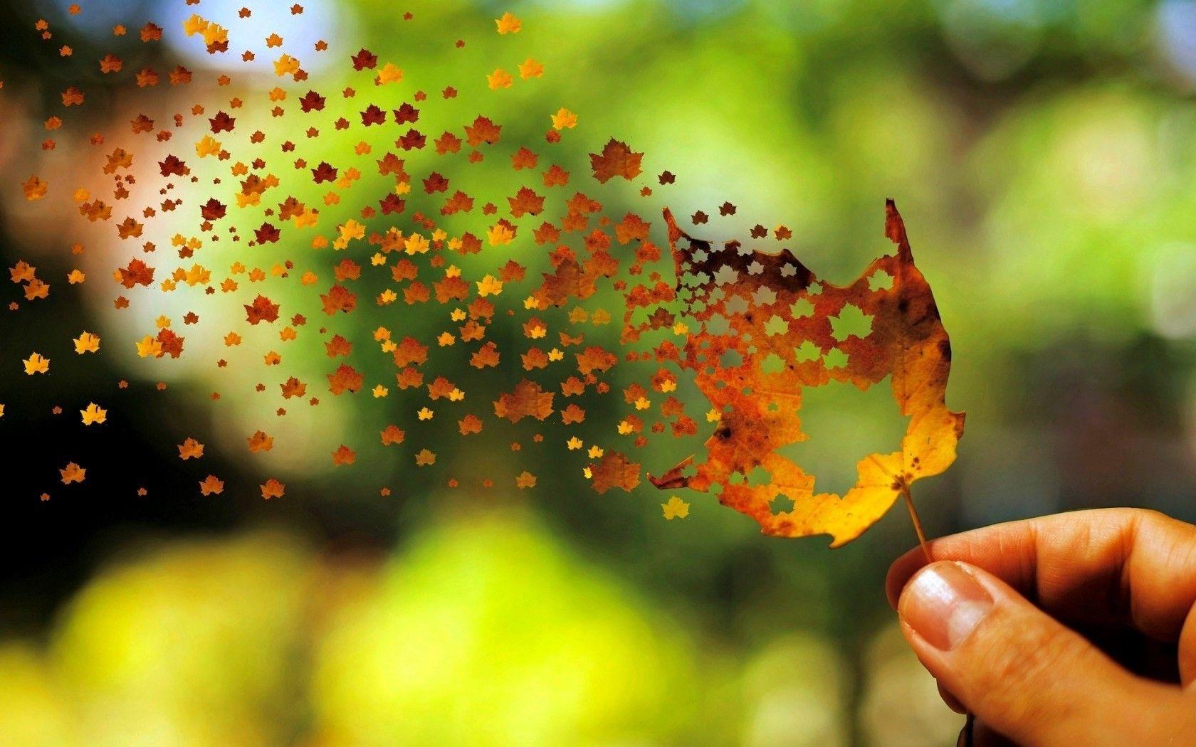1680x1050 leaves, Fall, Depth Of Field, Nature, Photo Manipulation, Flying
