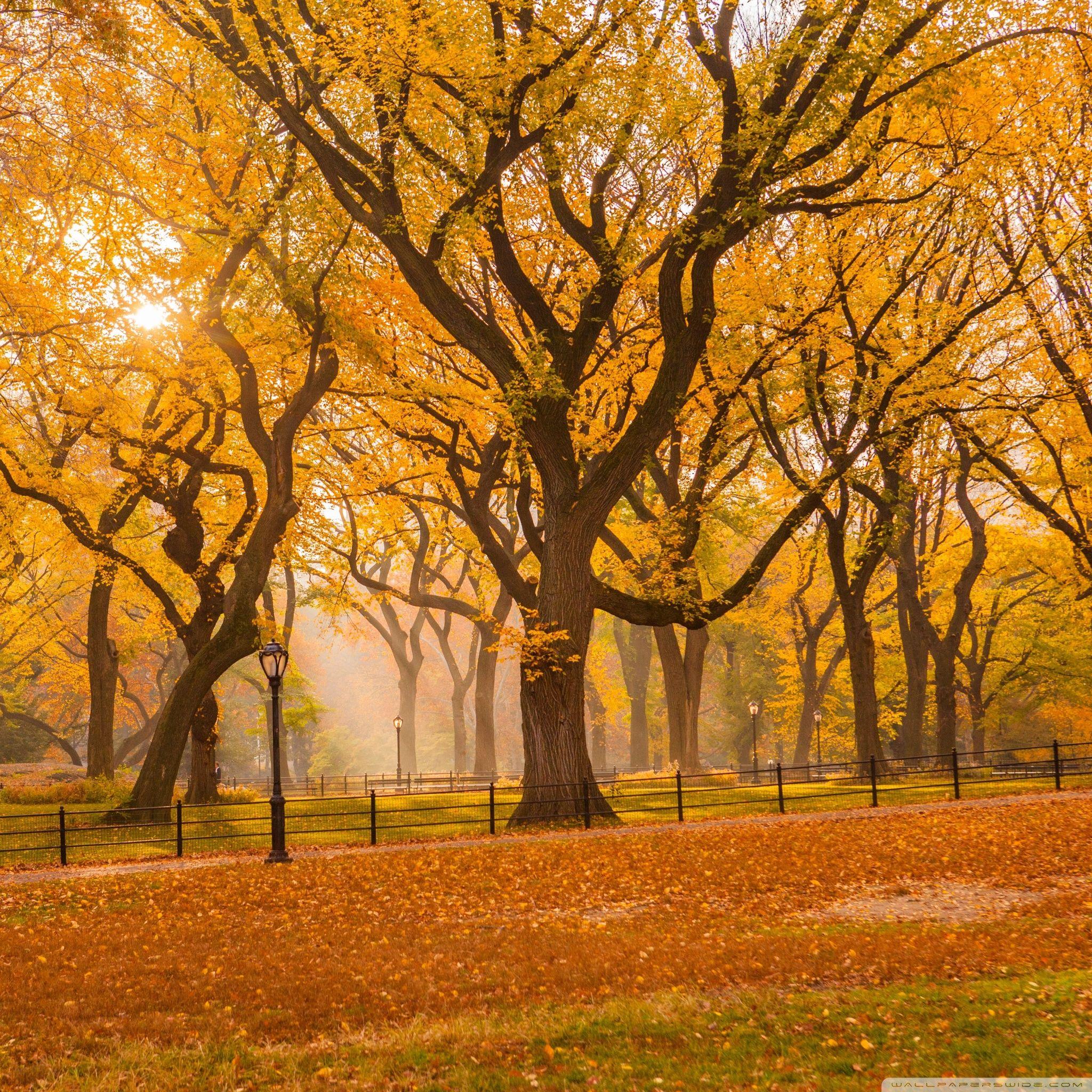 2048x2048 Central Park Fall Foliage Ultra HD Desktop Background Wallpaper
