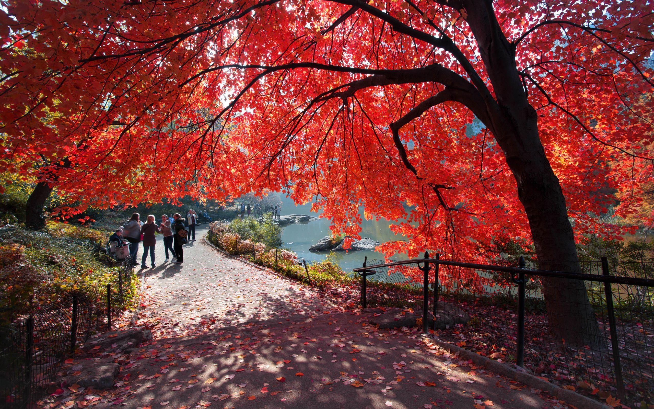 2560x1600 central park wallpaper претрага. New york city central