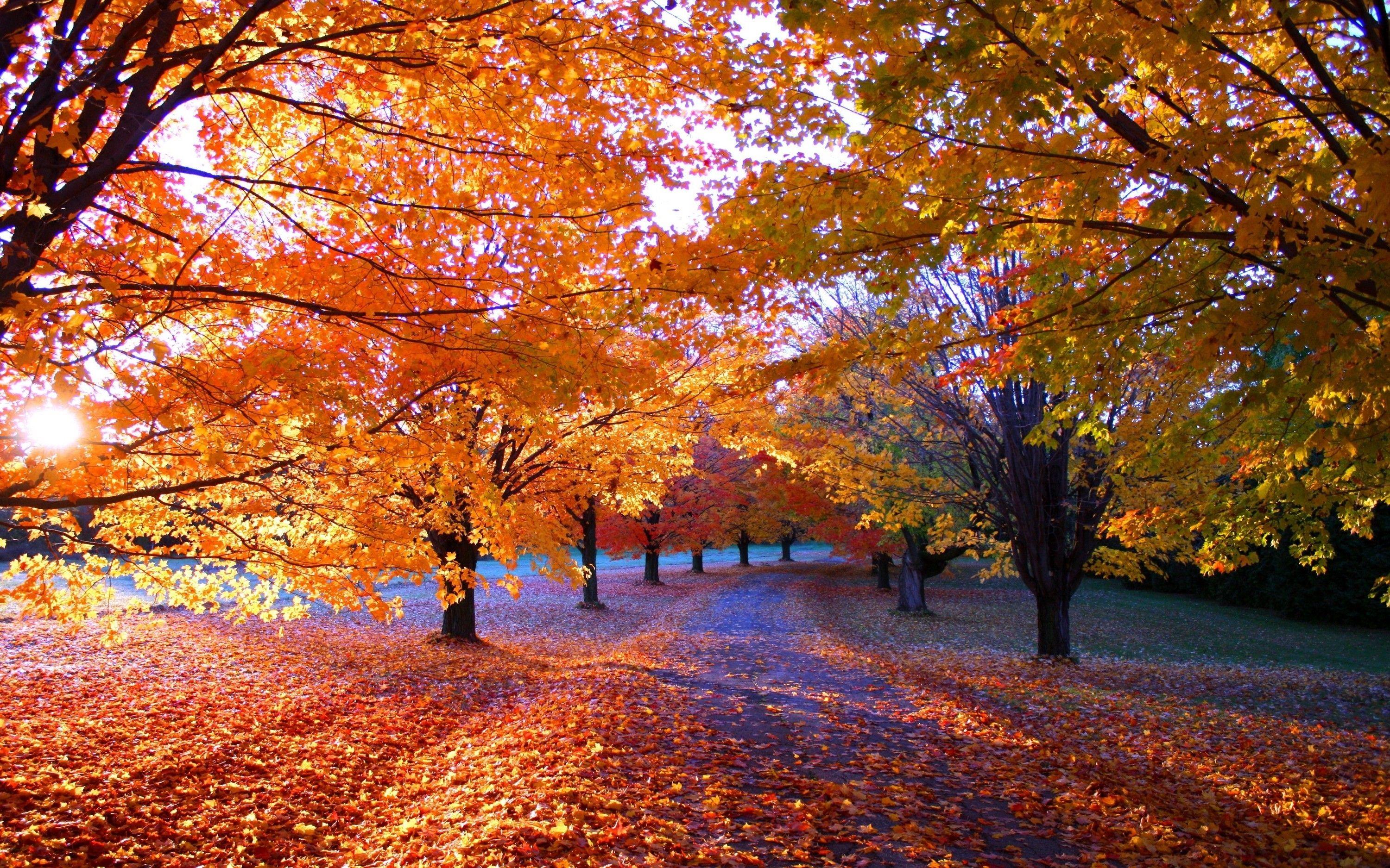 3000x1875 Fall Trees Background