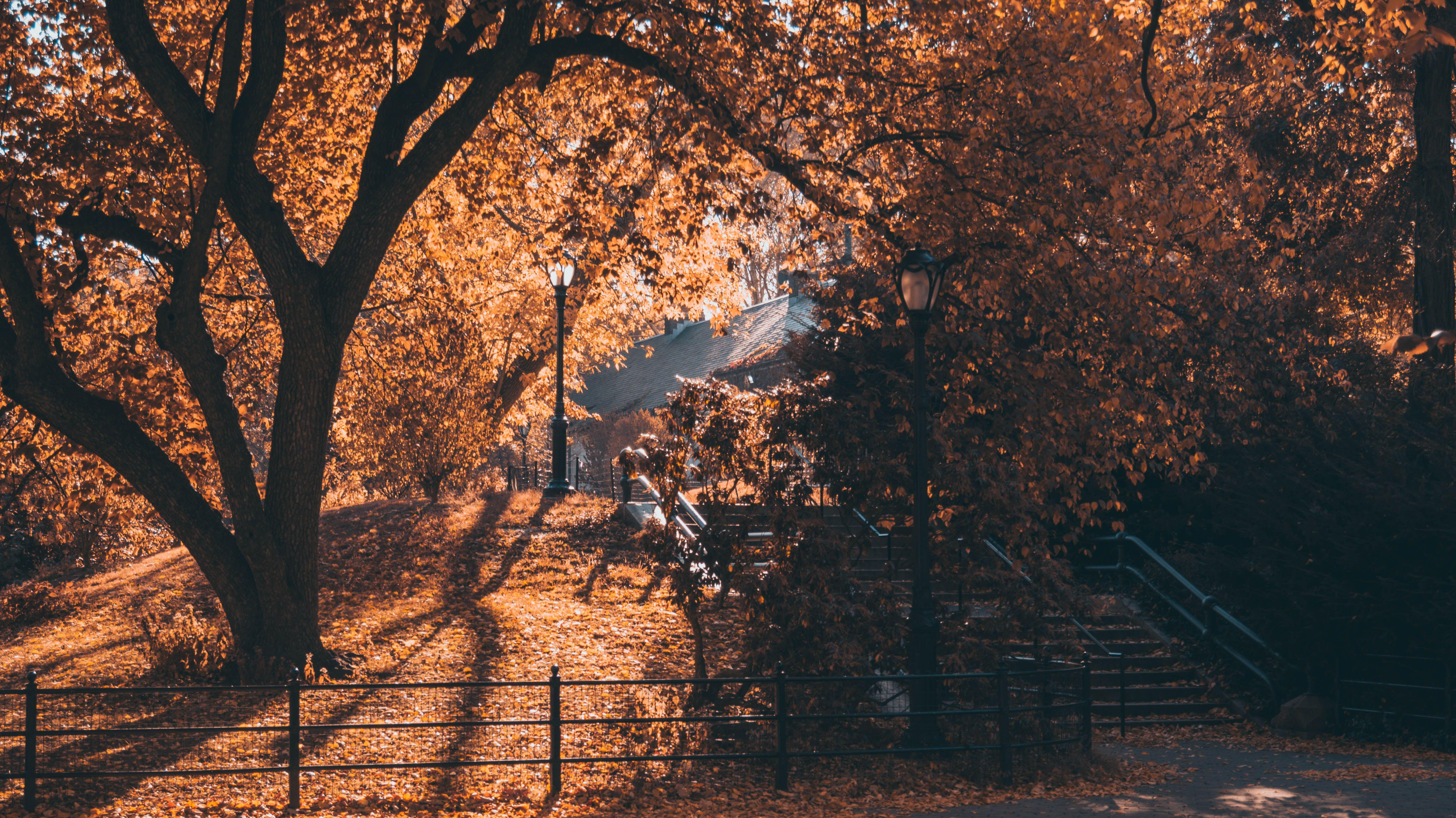 5456x3064 #leaves, #trees, #New York City, #Central Park, #fall