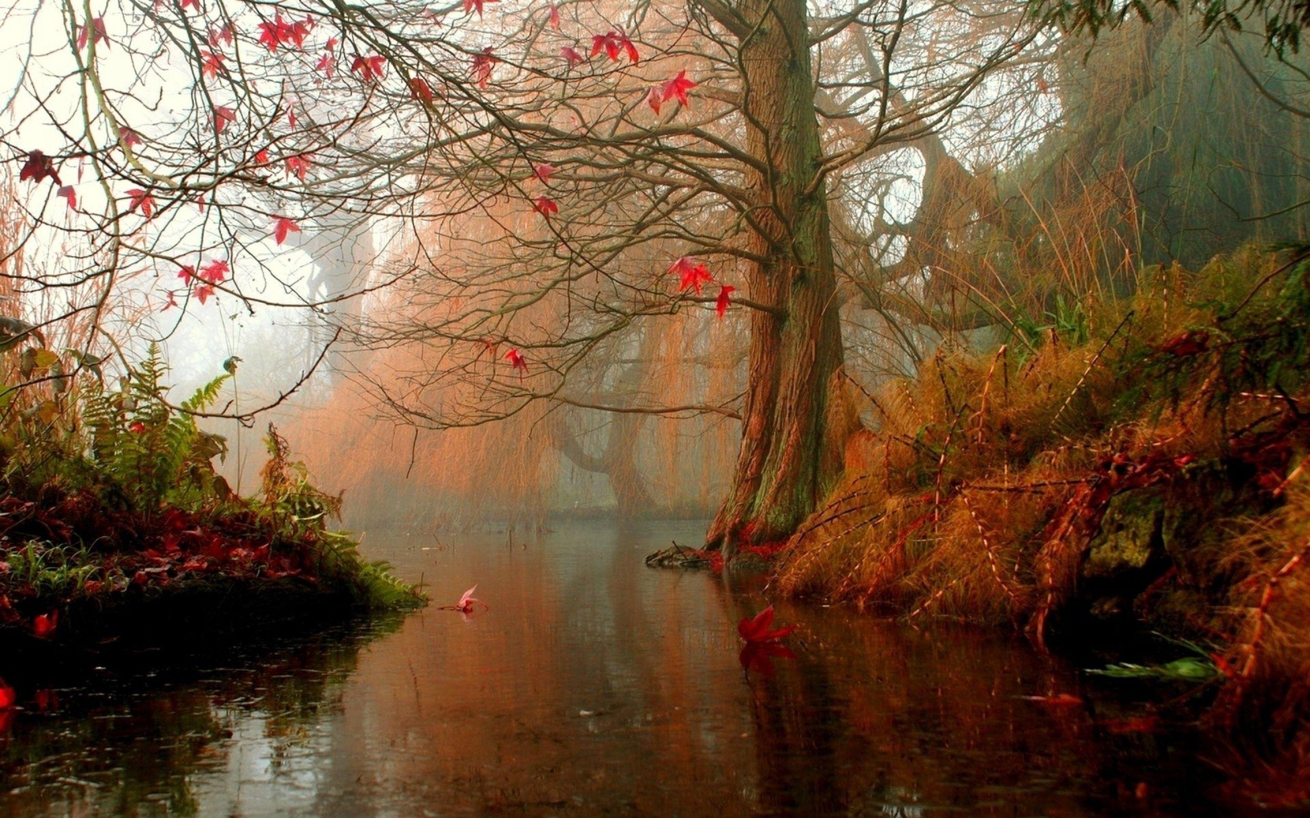 2560x1600 Nature Trees Autumn Rivers MacBook Pro Wallpaper Download