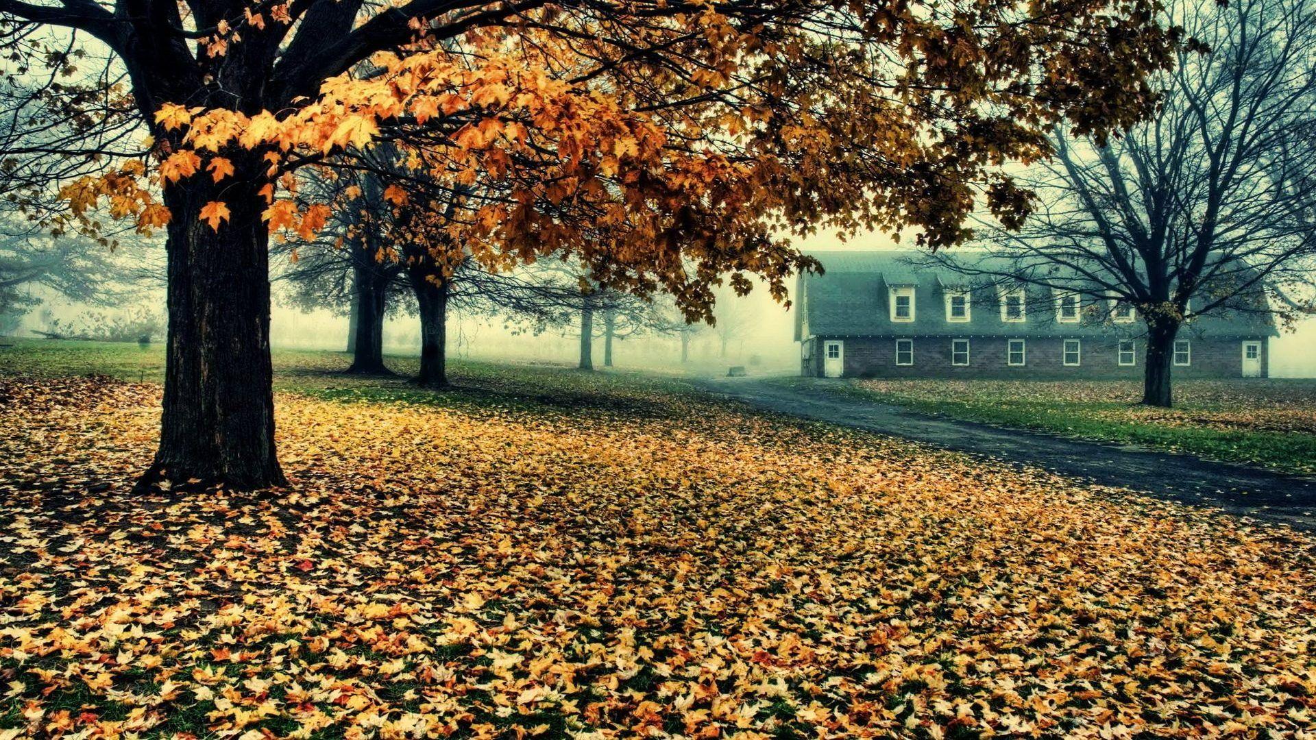 1920x1080 Landscape Fall Leaves Autumn Nature Tree Forest HD Wallpaper Free