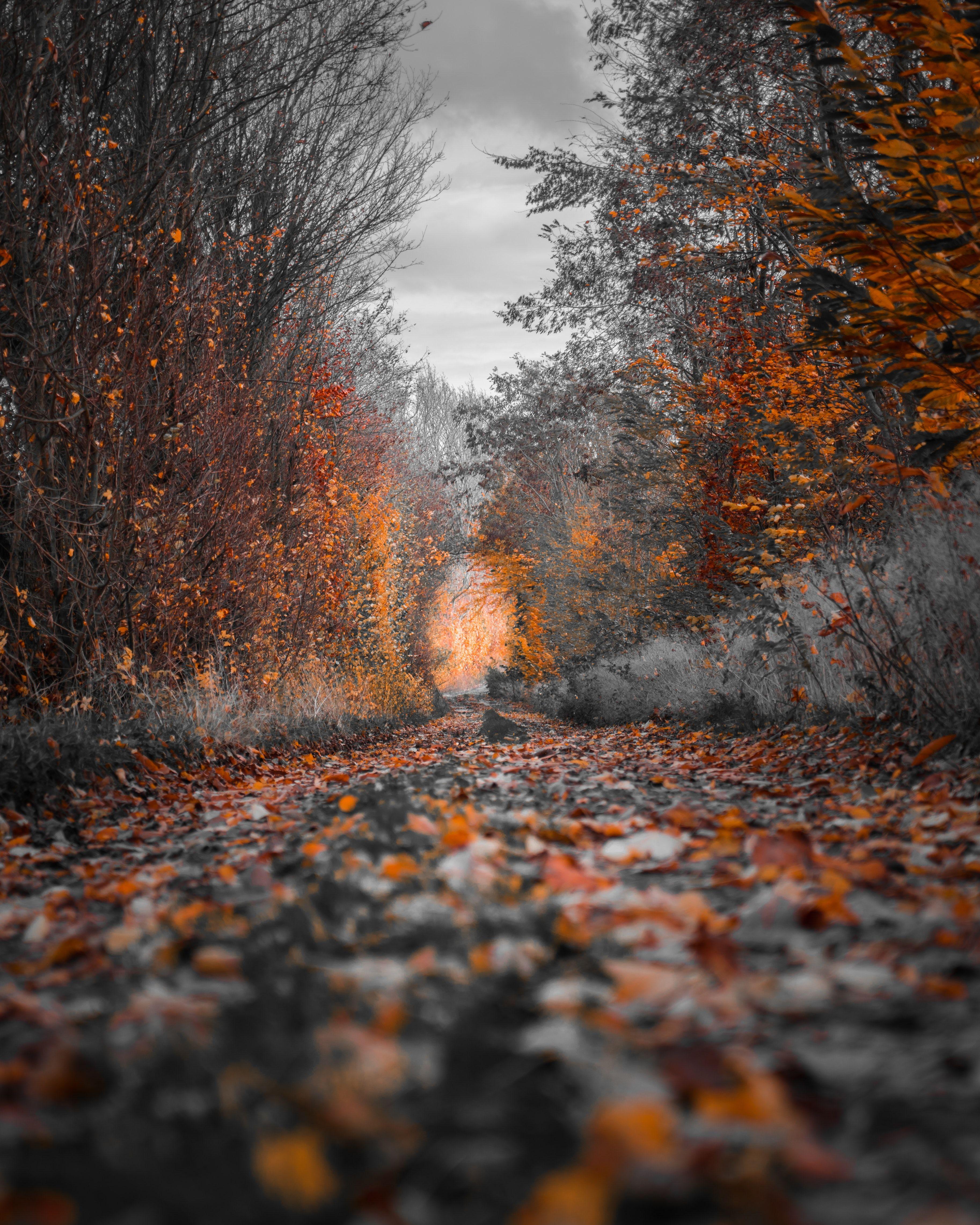 3652x4565 Photography of Fall Trees · Free