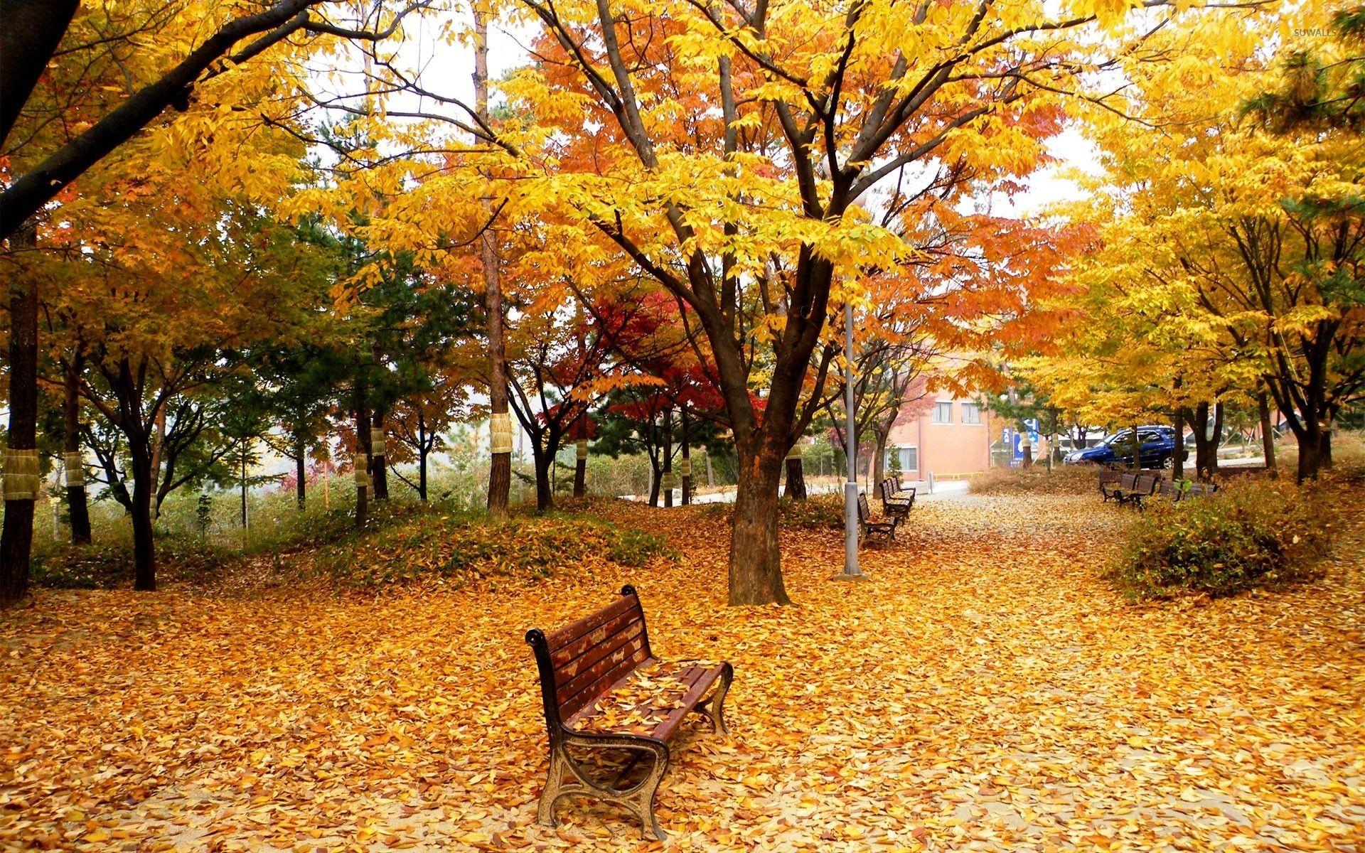 1920x1200 Park in the fall wallpaper wallpaper