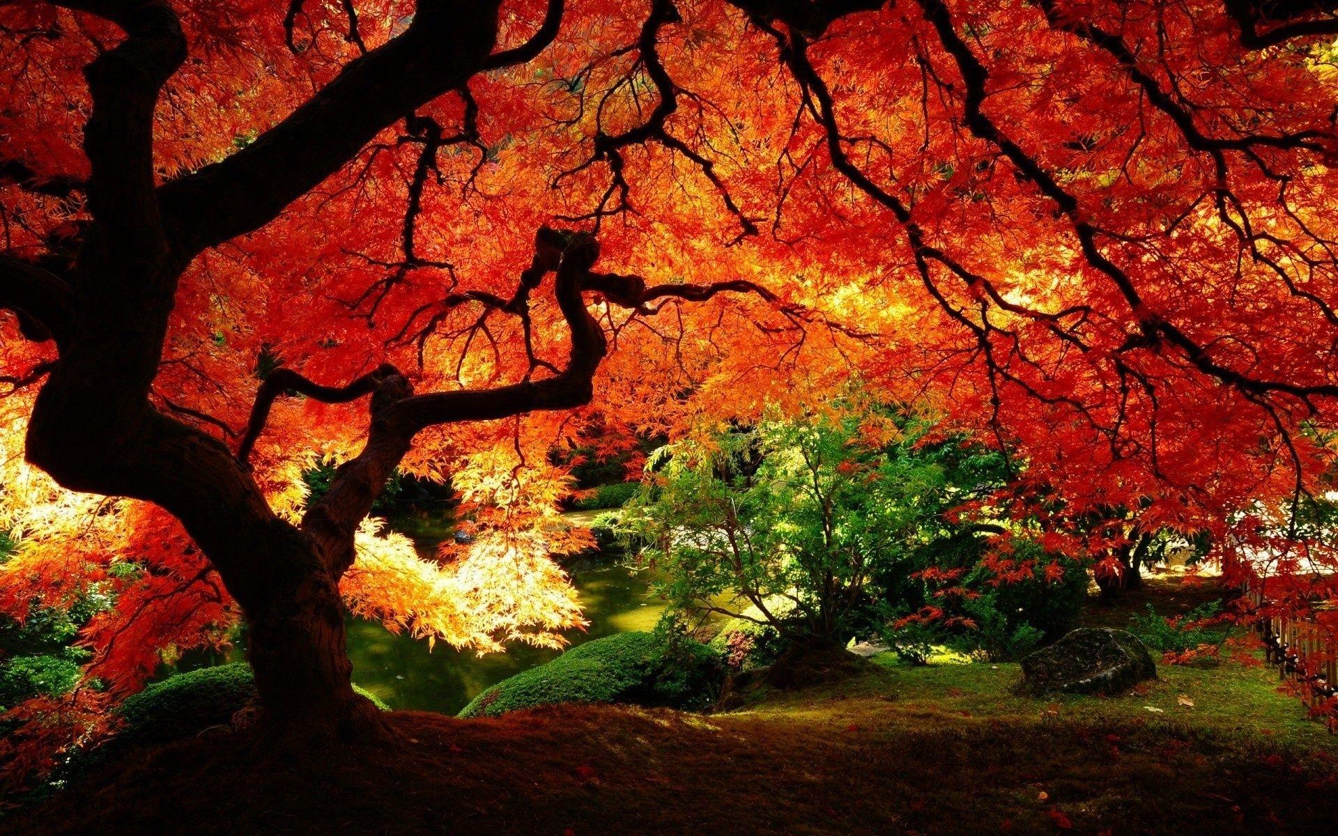 1920x1200 Maple Tree Wallpaper