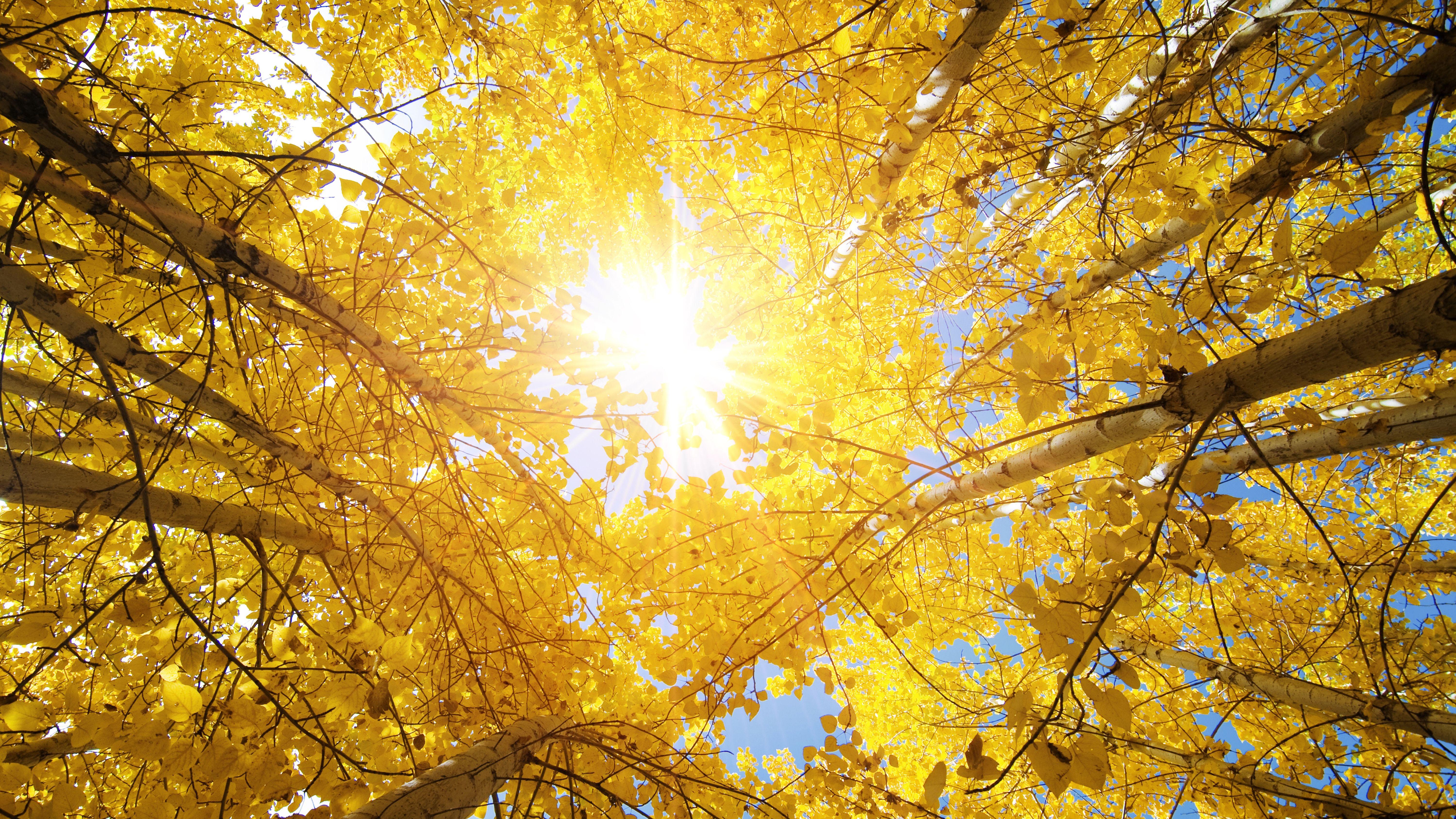 6000x3375 Wallpaper Aspen trees, Autumn, Fall, Sunny, 5K, Nature