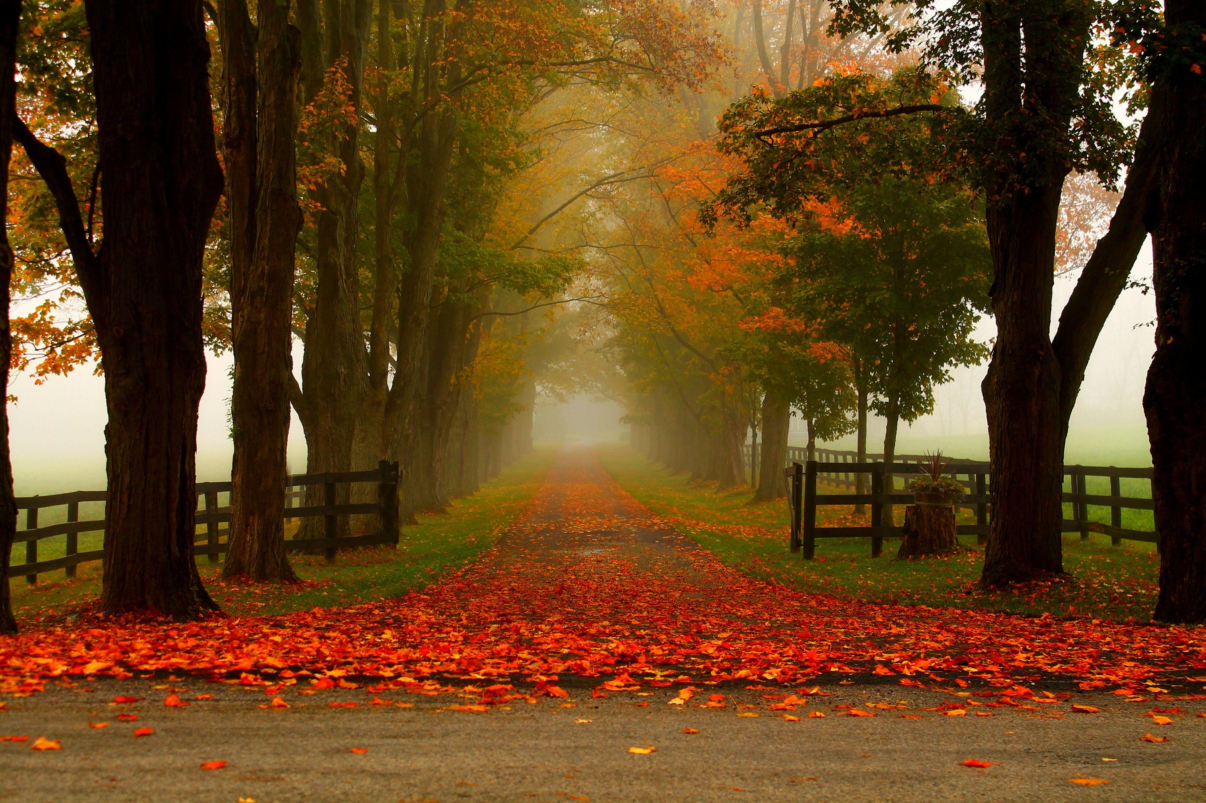 4000x2666 trees, forest, woods, autumn, autumn splendor, leaves, fall