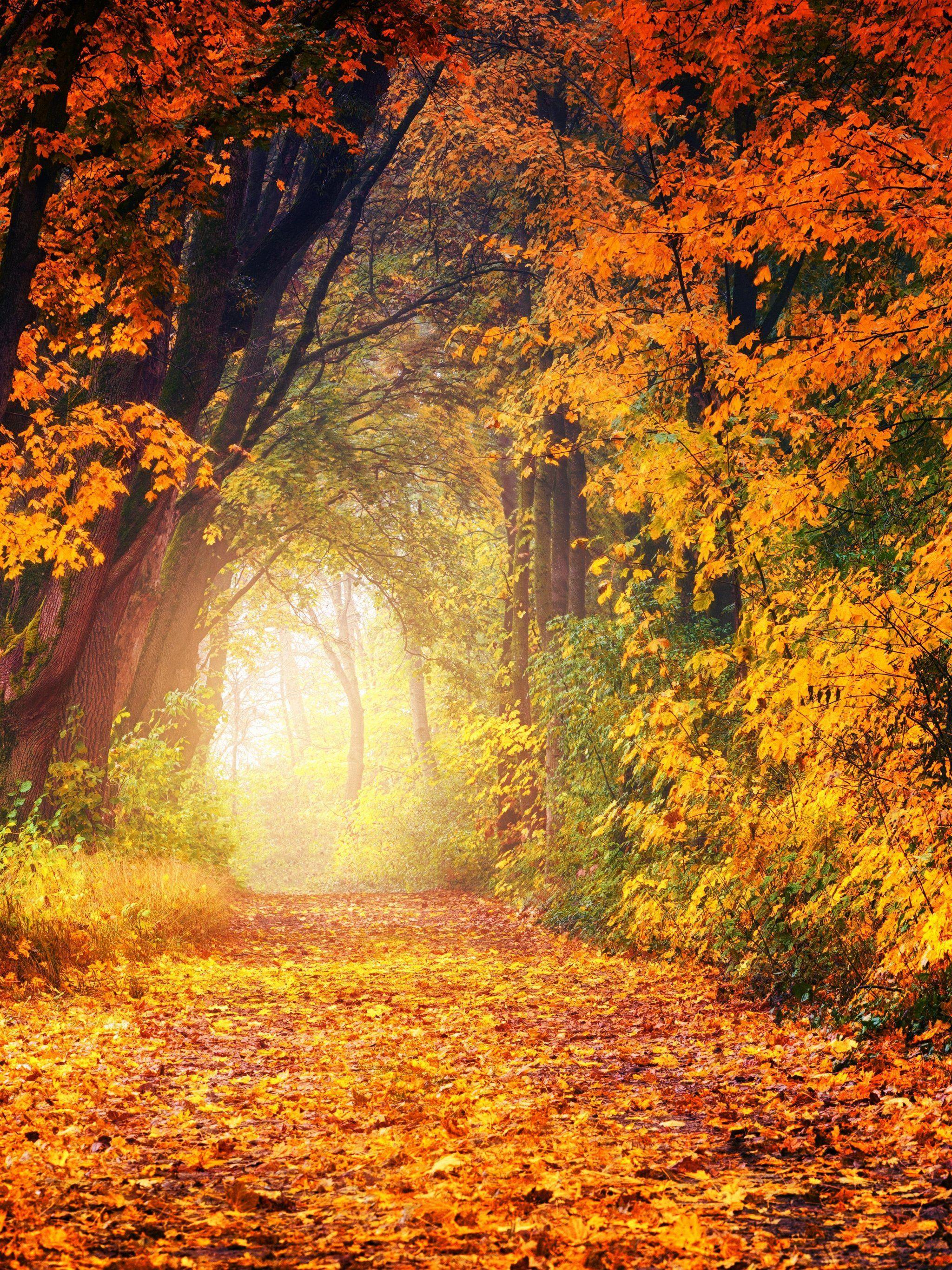 2048x2732 Autumn Trees Wallpaper, Android & Desktop Background