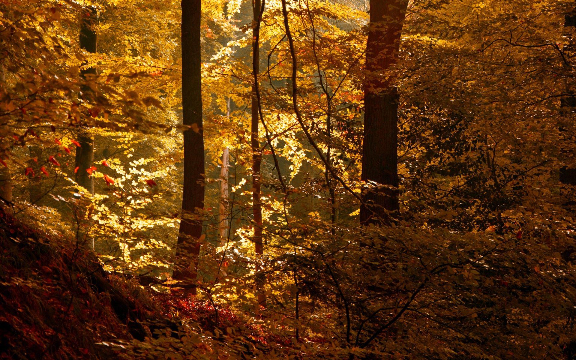 1920x1200 Tree Wallpaper, Forest, Woods, Autumn, Light, Trees, Green, leaves