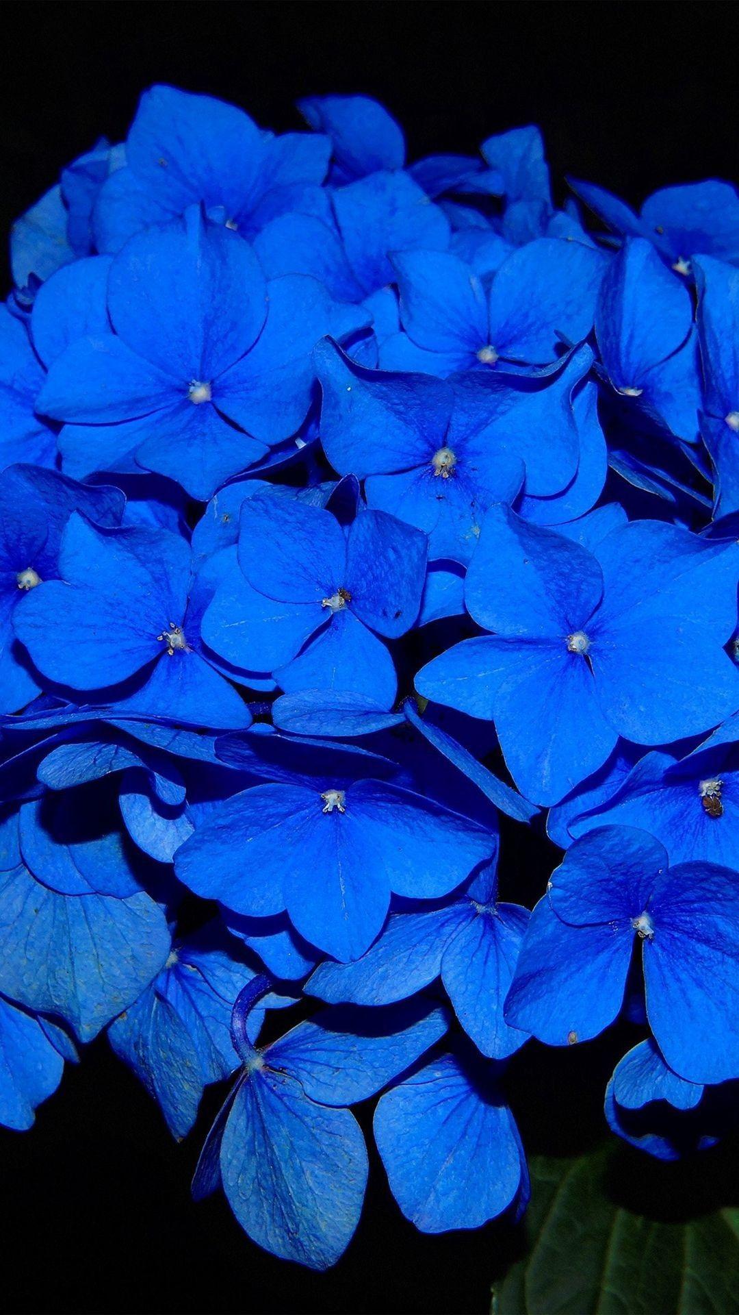 Blue Flower iPhone Wallpapers  Top Free Blue Flower iPhone Backgrounds   WallpaperAccess