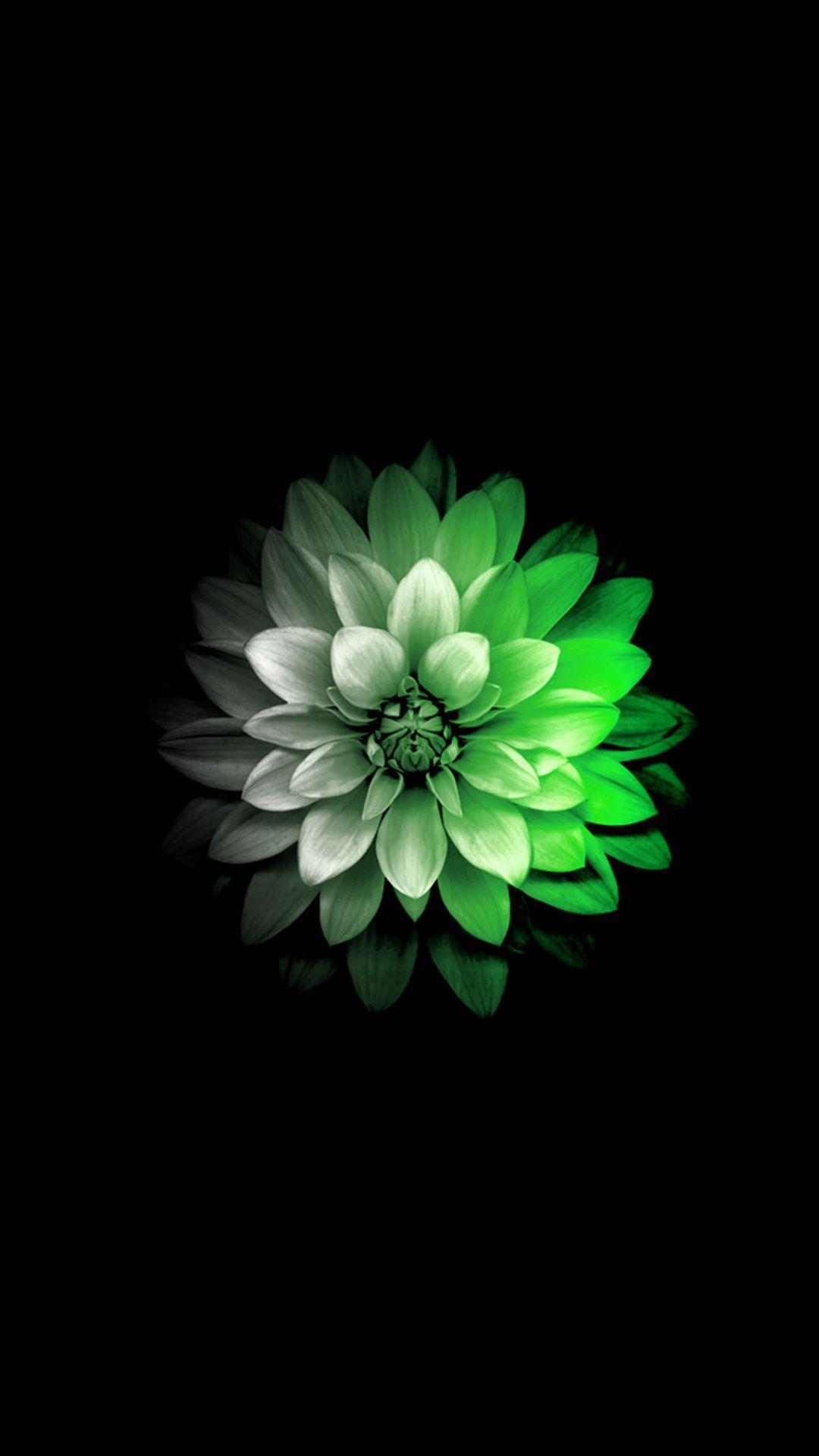 Green Flower iPhone Wallpapers - Top Free Green Flower iPhone ...