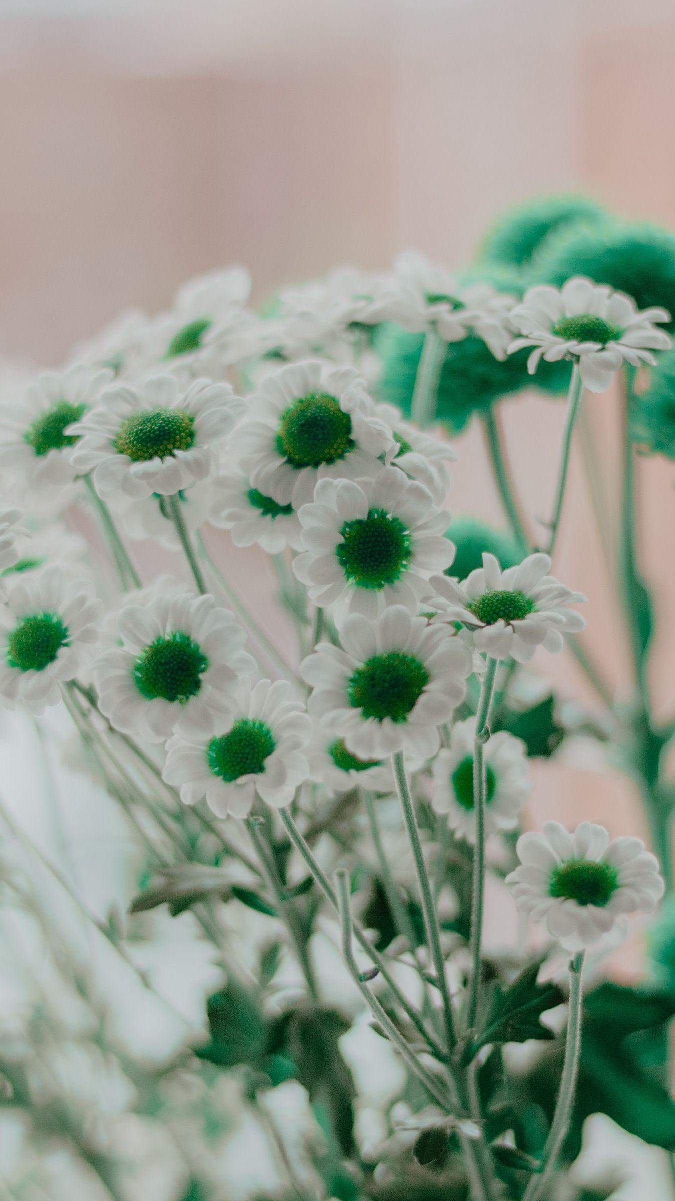 Green and White Flowers Wallpapers - Top Free Green and White Flowers