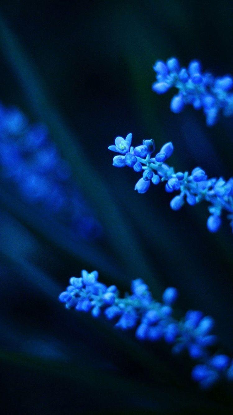 [View 31+] Wallpaper Iphone Blue Flower Wallpaper Iphone Flower Images
