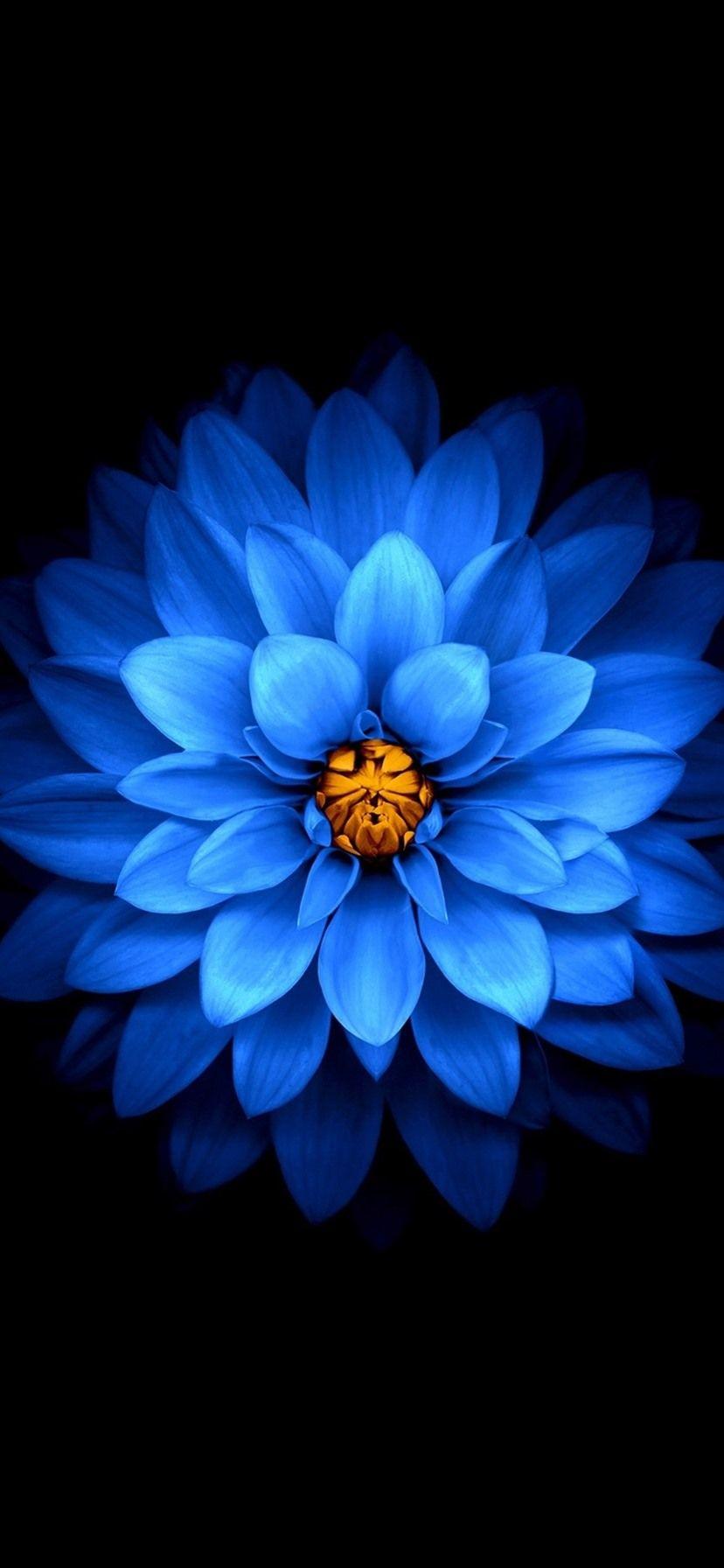 Blue Flower iPhone Wallpapers - Top Free Blue Flower iPhone Backgrounds