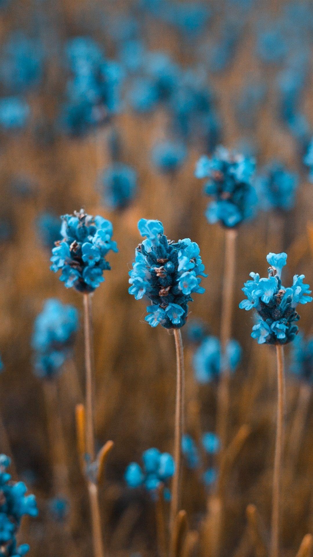 Blue Spring Flowers iPhone Wallpapers - Top Free Blue Spring Flowers ...