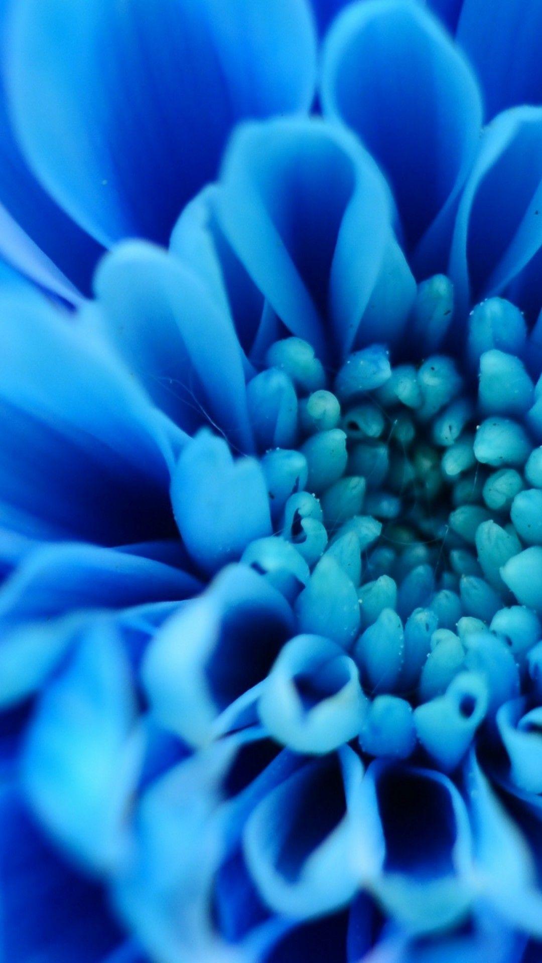 Blue Flower iPhone Wallpapers