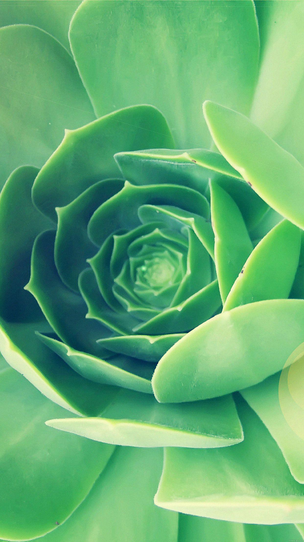 Green Flower iPhone Wallpapers Top Free Green Flower iPhone