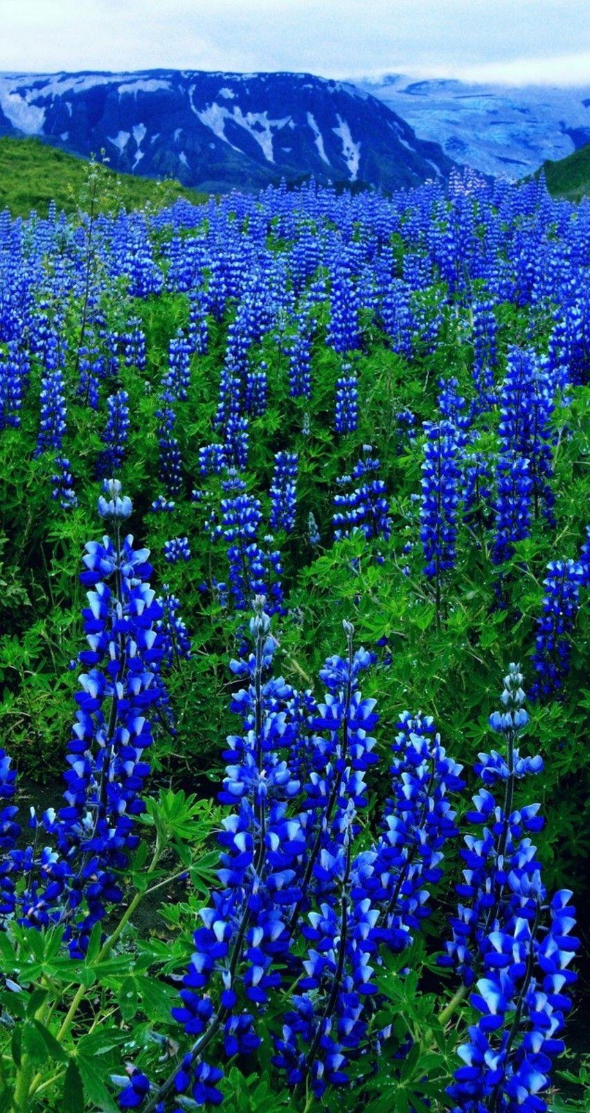 852x1608 Blue flowers on a mountain field