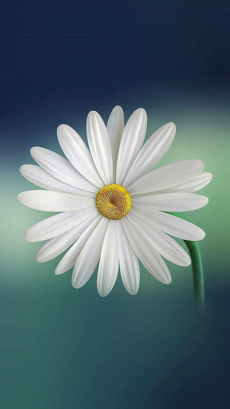 750x1334 iPhone 6 wallpaper. flower blue green nature