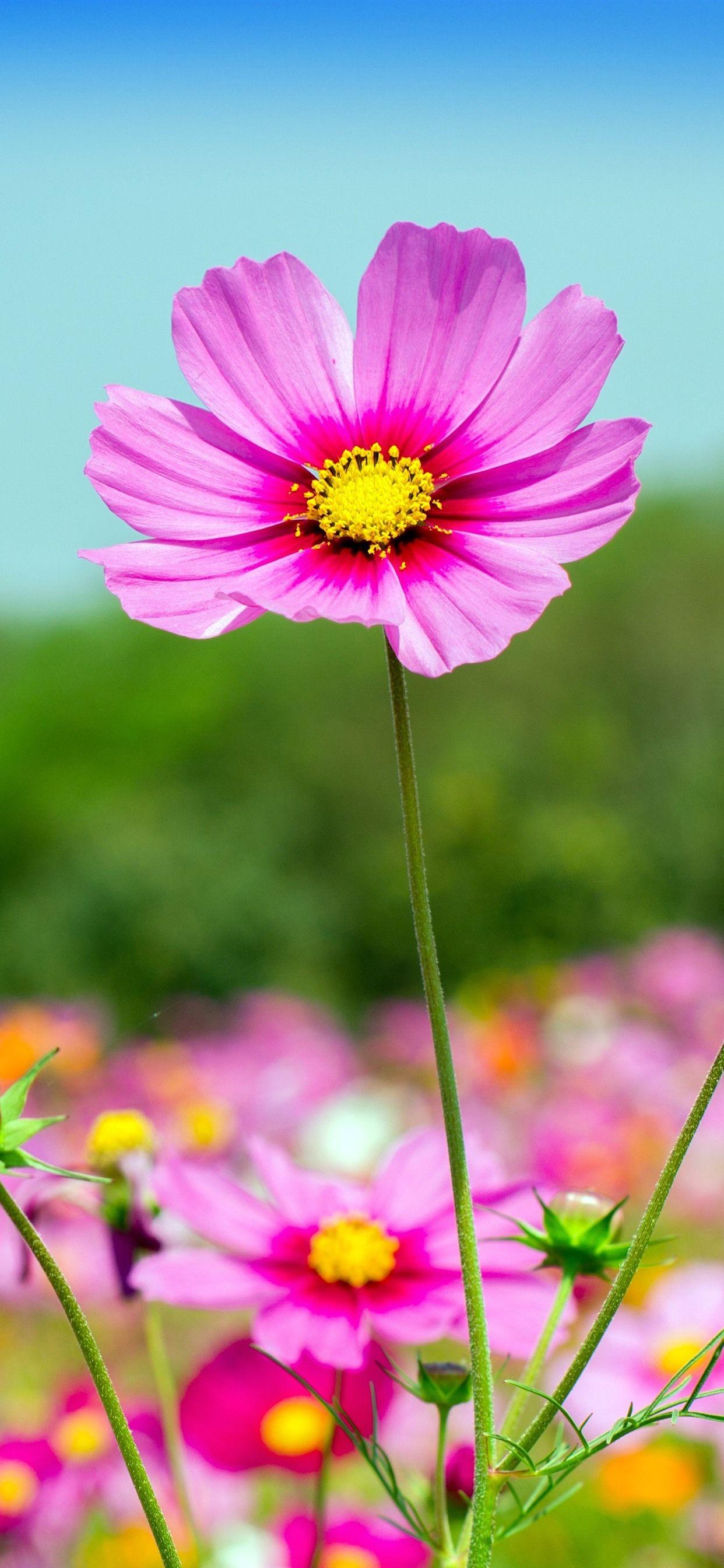 1242x2688 iPhone Wallpaper Pink Cosmos Flowers, Summer iPhone Xr
