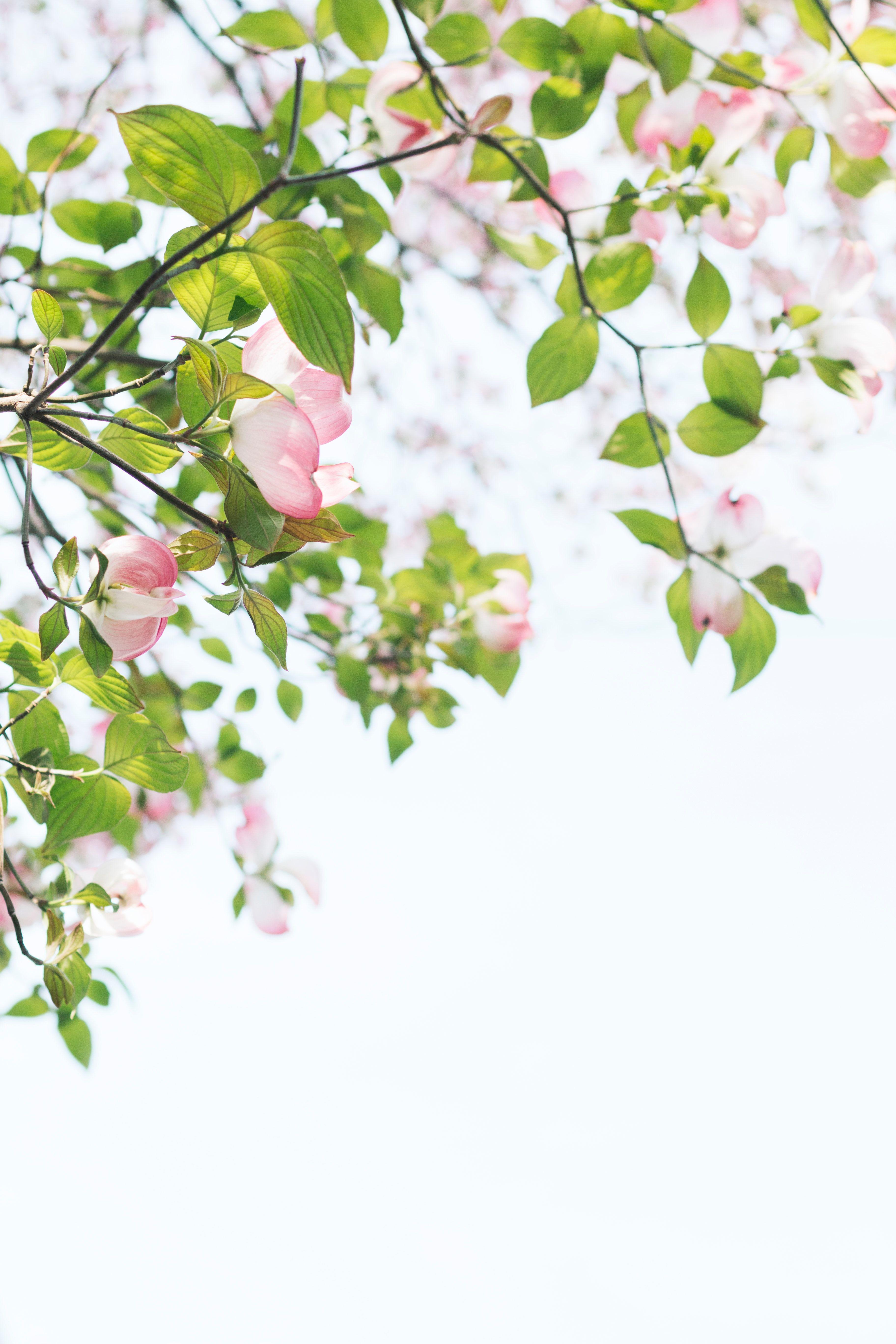 3648x5472 Flower Wallpaper: Free HD Download [HQ]