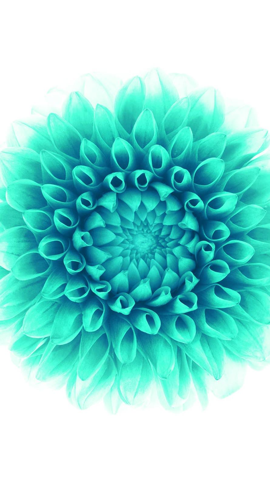 890x1590 flower green white. wallpaper.sc iPhone6s