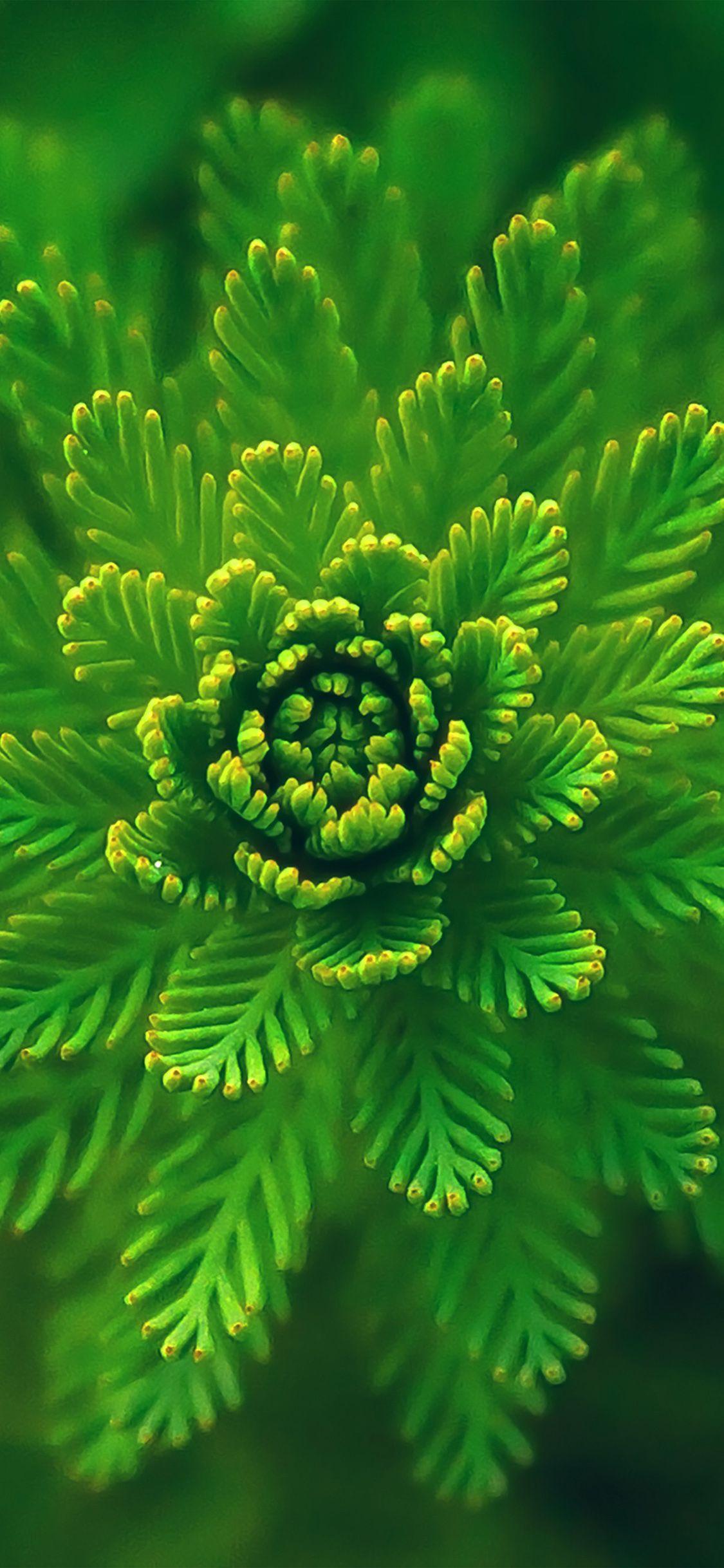 Green Flower Iphone Wallpapers Top Free Green Flower Iphone Backgrounds Wallpaperaccess 