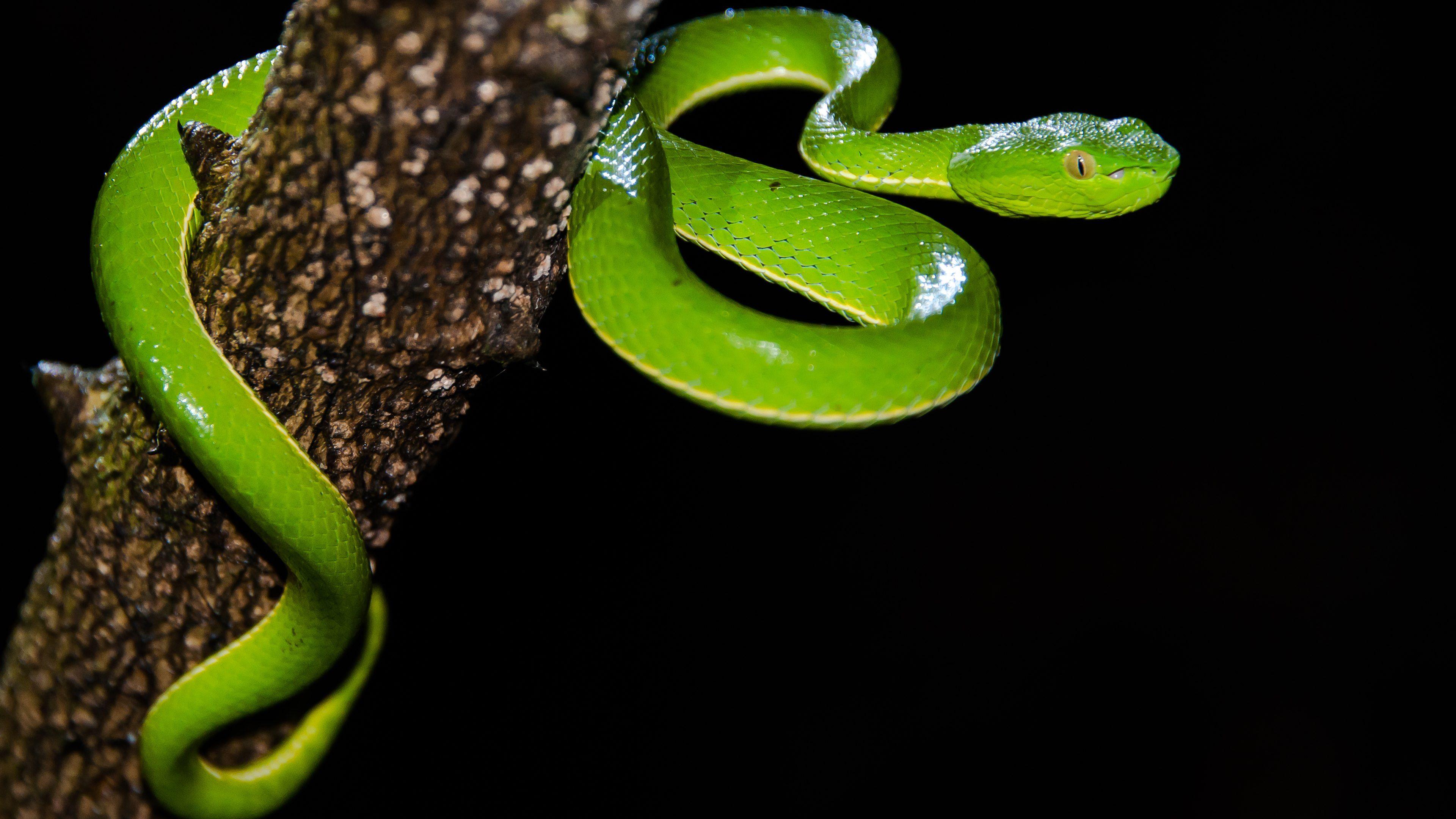 Green Snake Hd Wallpaper For Mobile