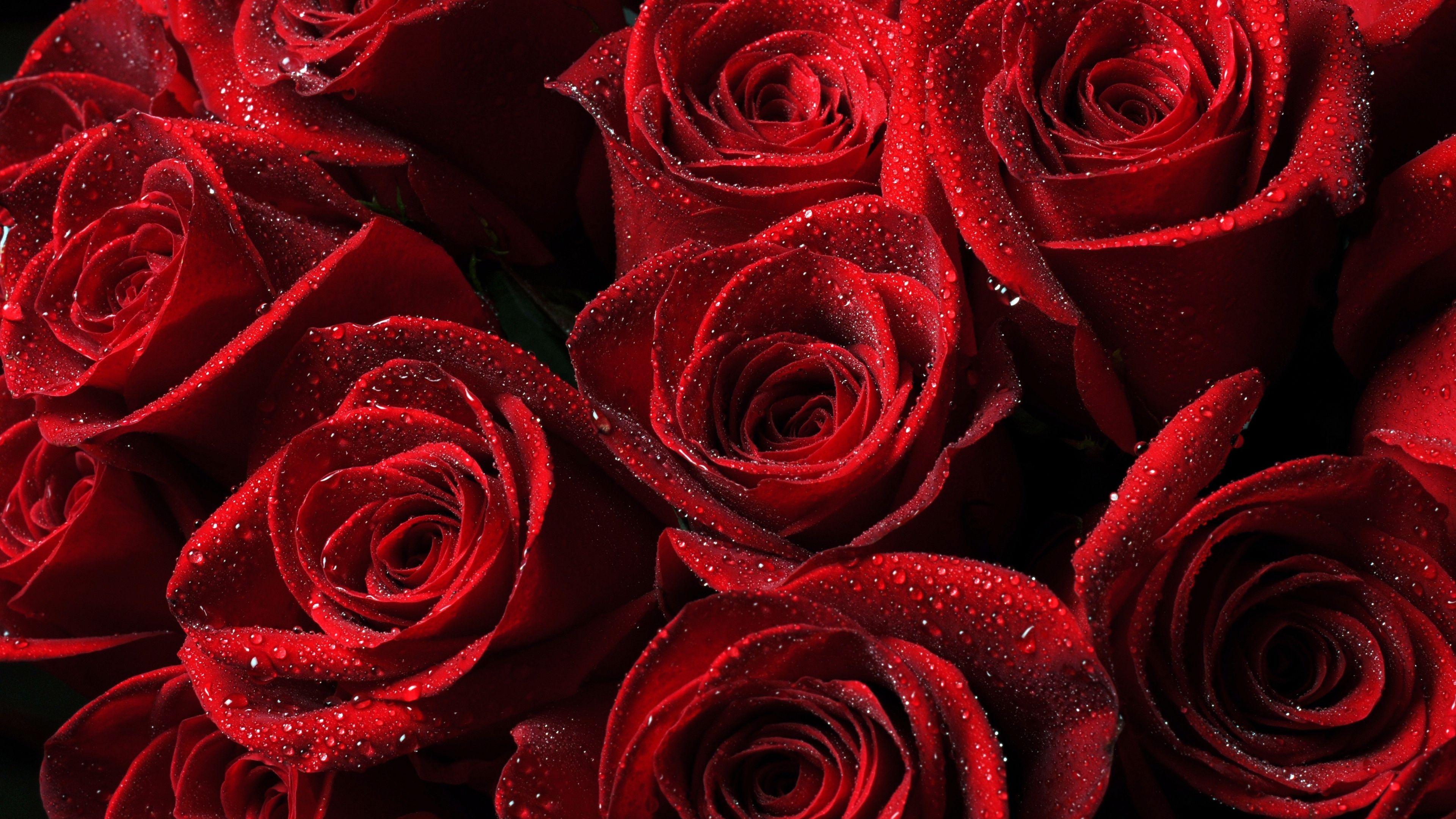 3840x2160 Red Roses Background 4k Wallpaper Wallpaper