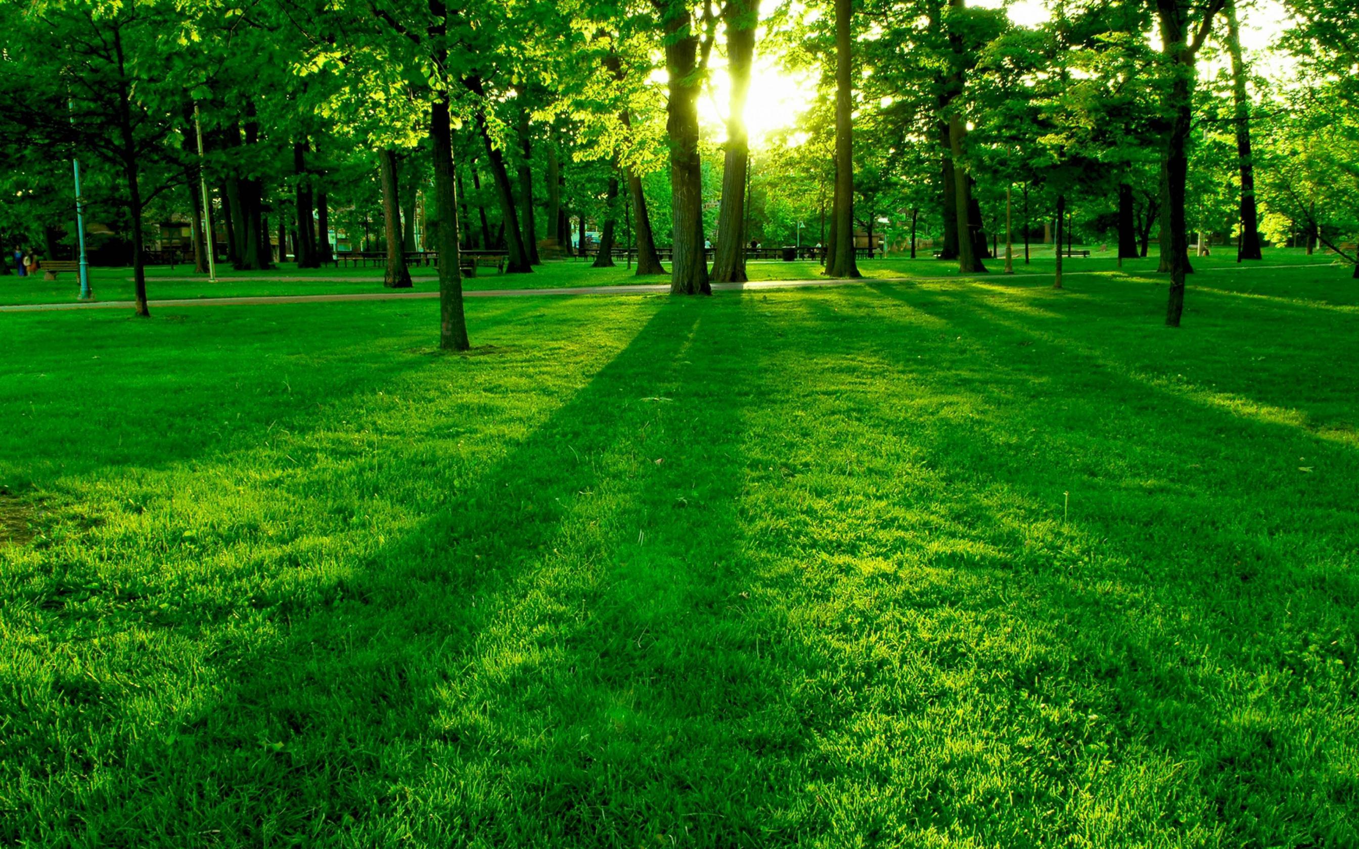 3840x2400 4K Wallpaper Grass