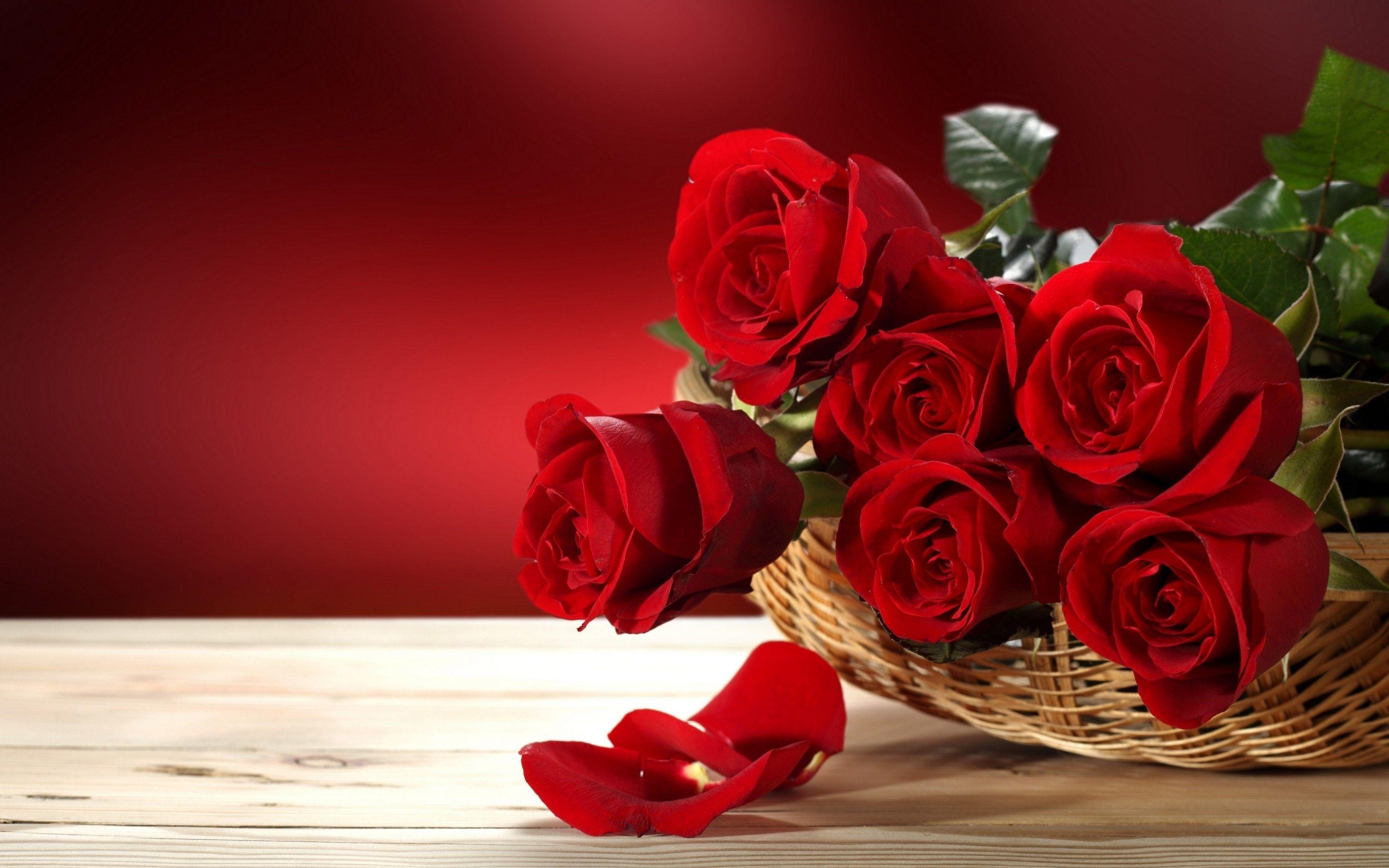 2880x1800 Ultra HD Rose 4k Wallpaper & Background Download