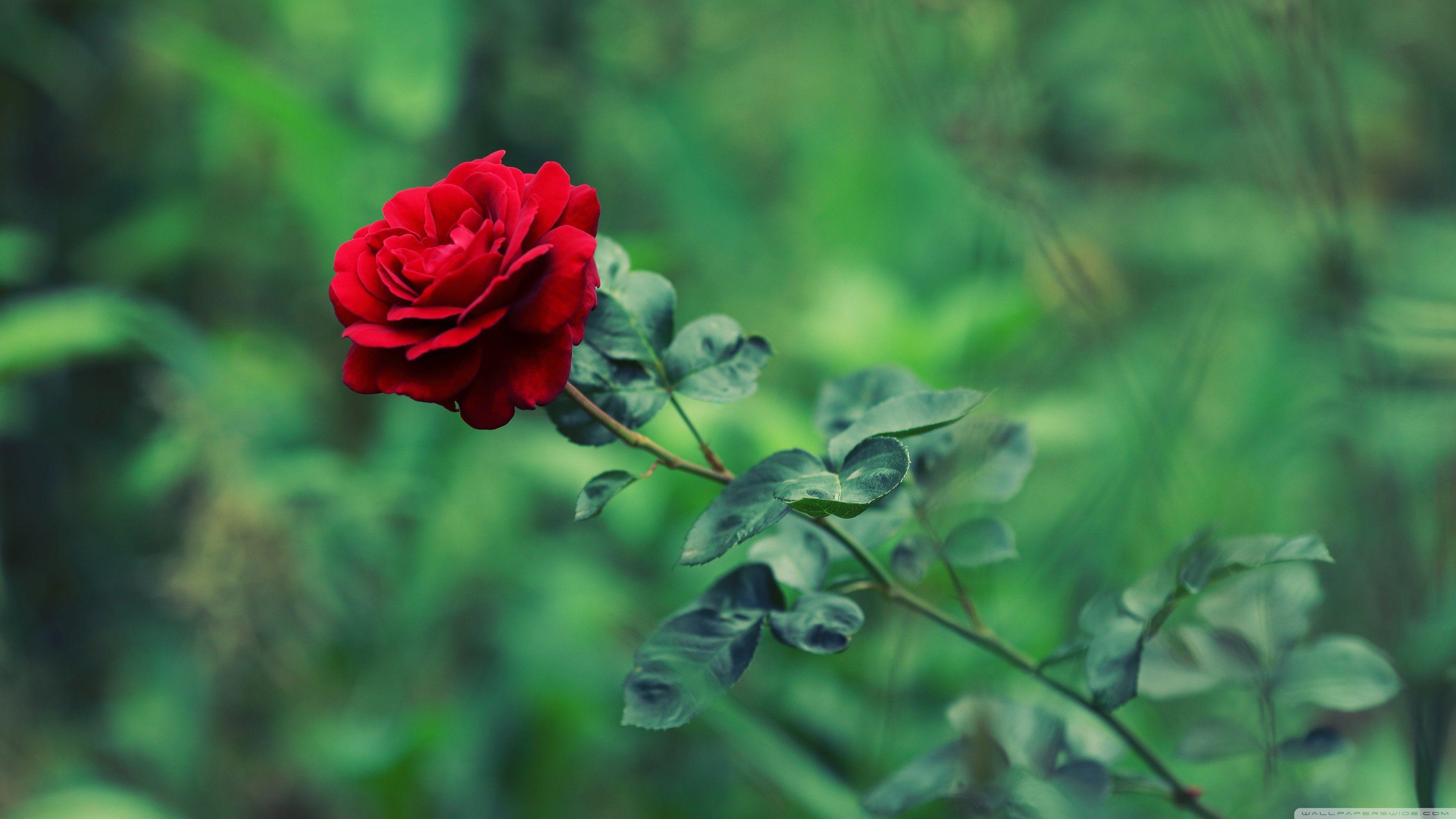 3554x1999 4k Wallpaper Red Rose