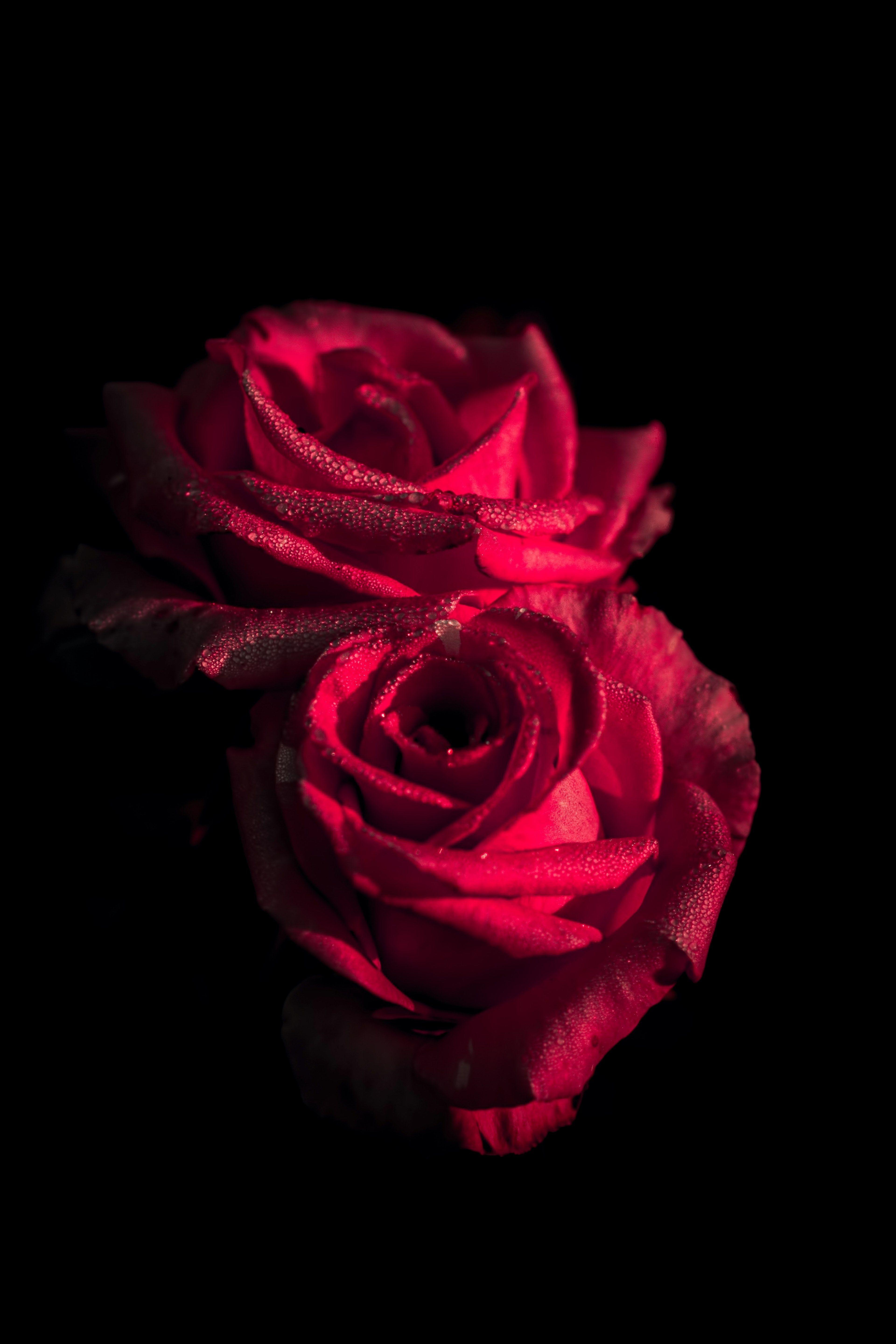 3840x5760 Blackout Blajan Alex And HD 4k Rose