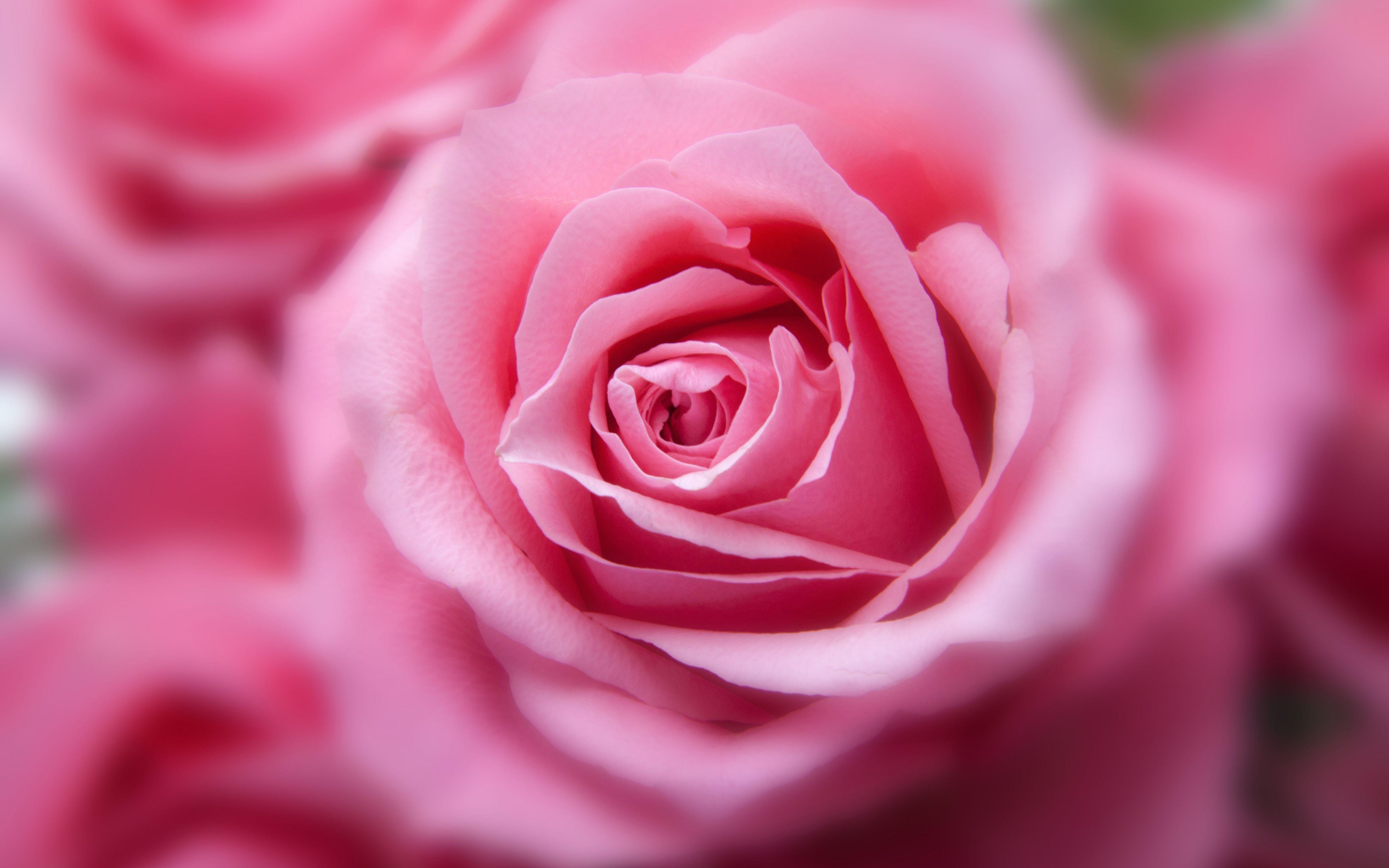 4752x2970 Wallpaper 4k Pink Rose 4K Pink, Purple, Rose