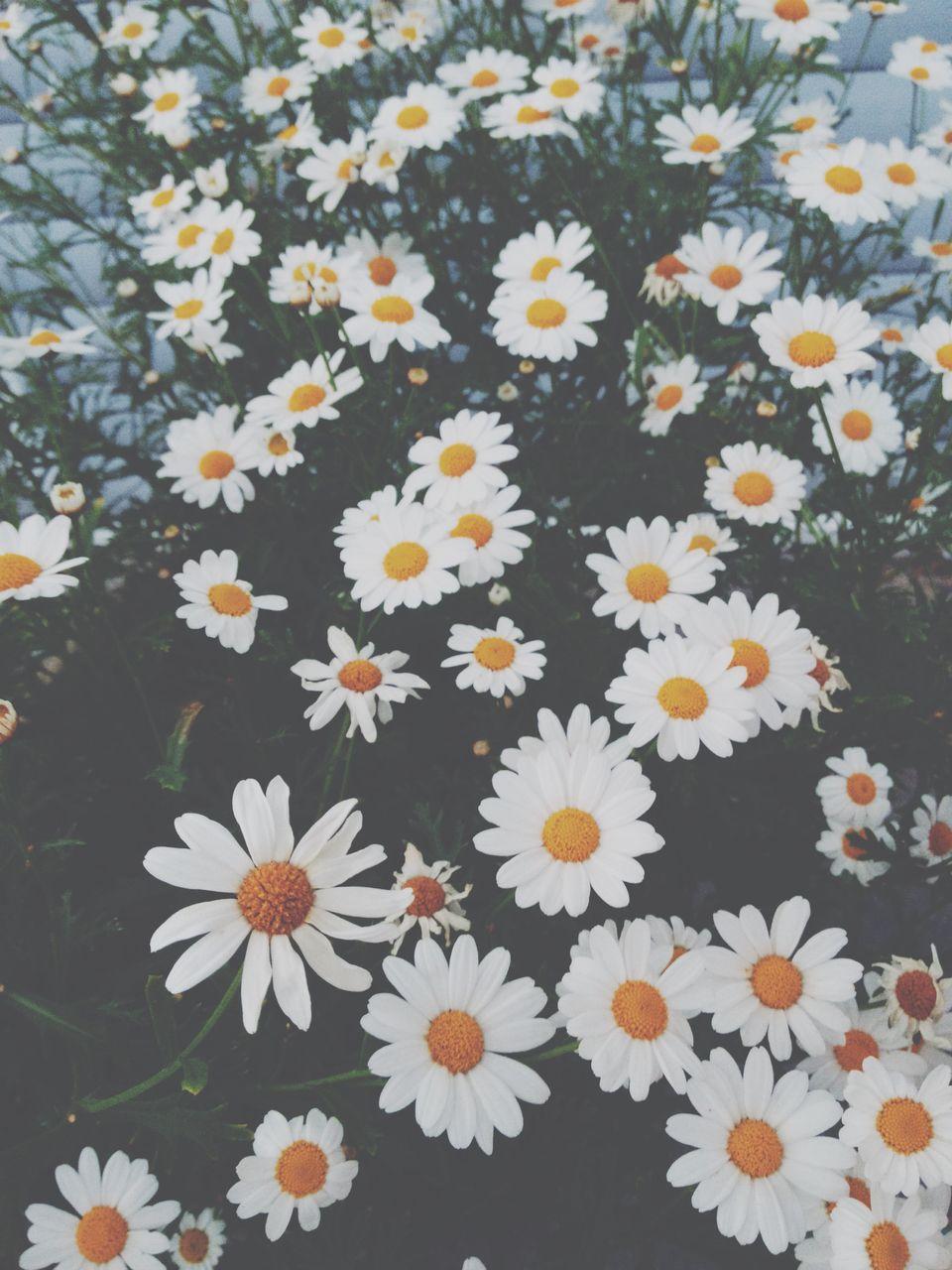Hipster Daisy Wallpapers - Top Free Hipster Daisy Backgrounds ...
